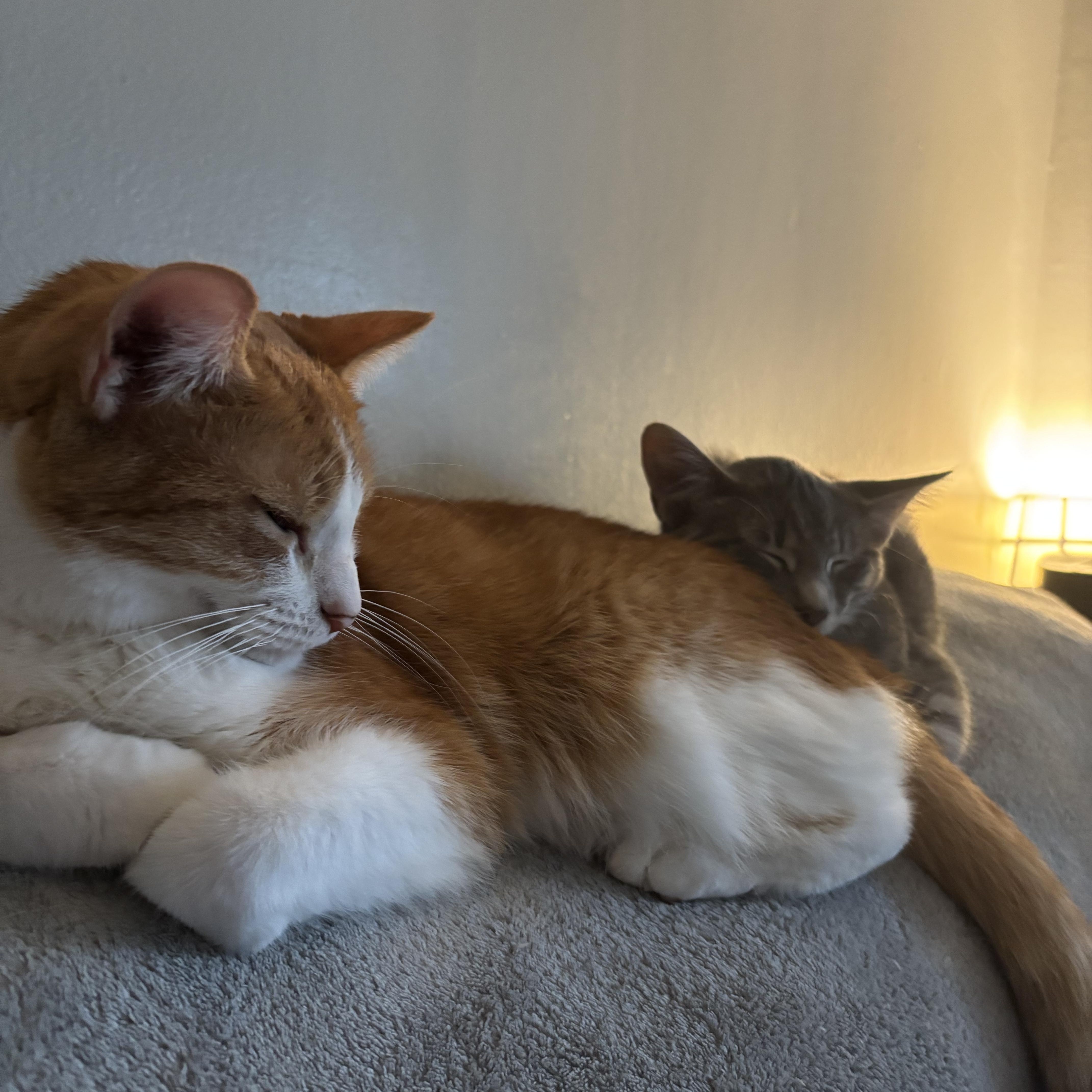 Enlarge Autumn & Winter, a Adoptable Domestic Short Hair in Kirklin, IN image 5/6