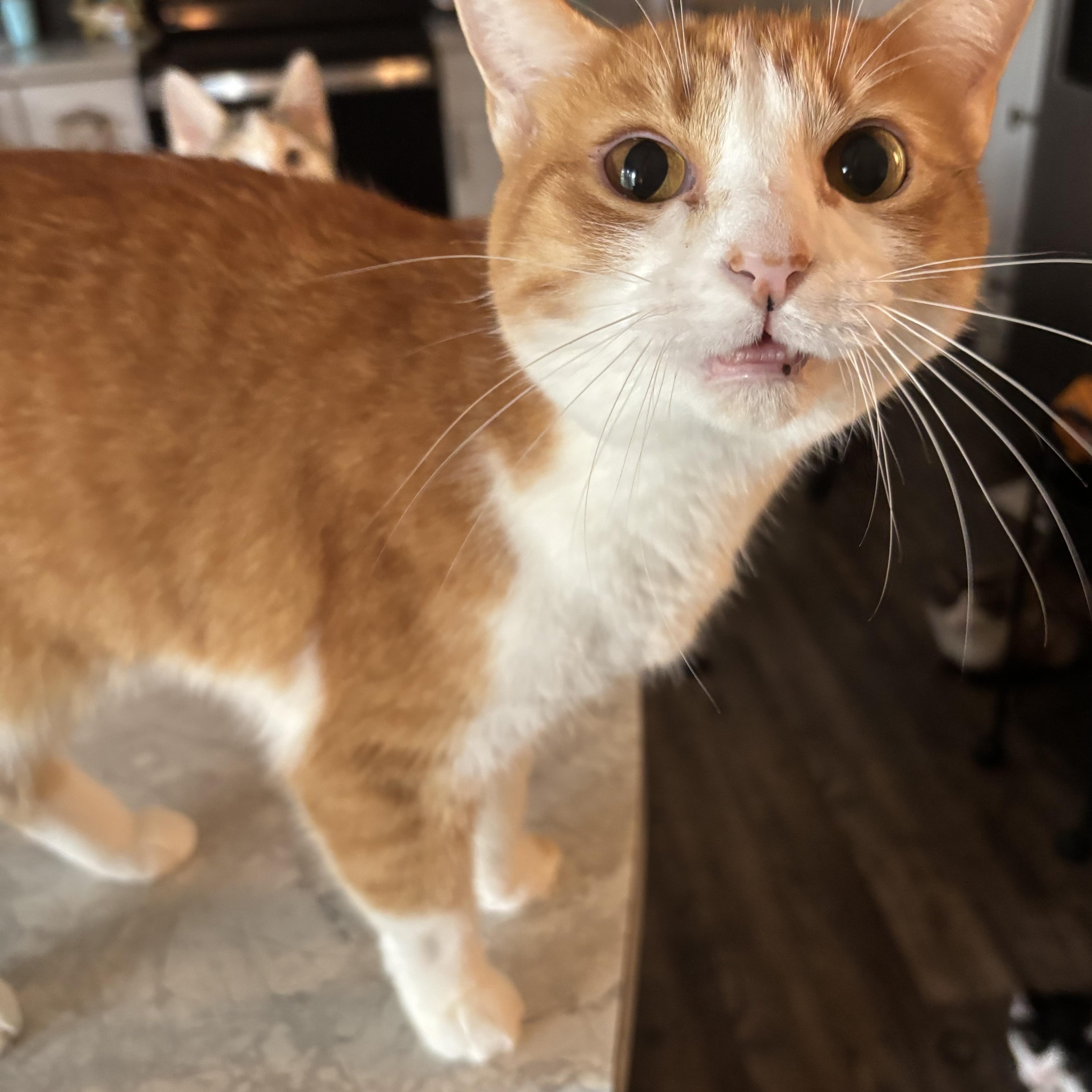 Enlarge Autumn & Winter, a Adoptable Domestic Short Hair in Kirklin, IN image 4/6