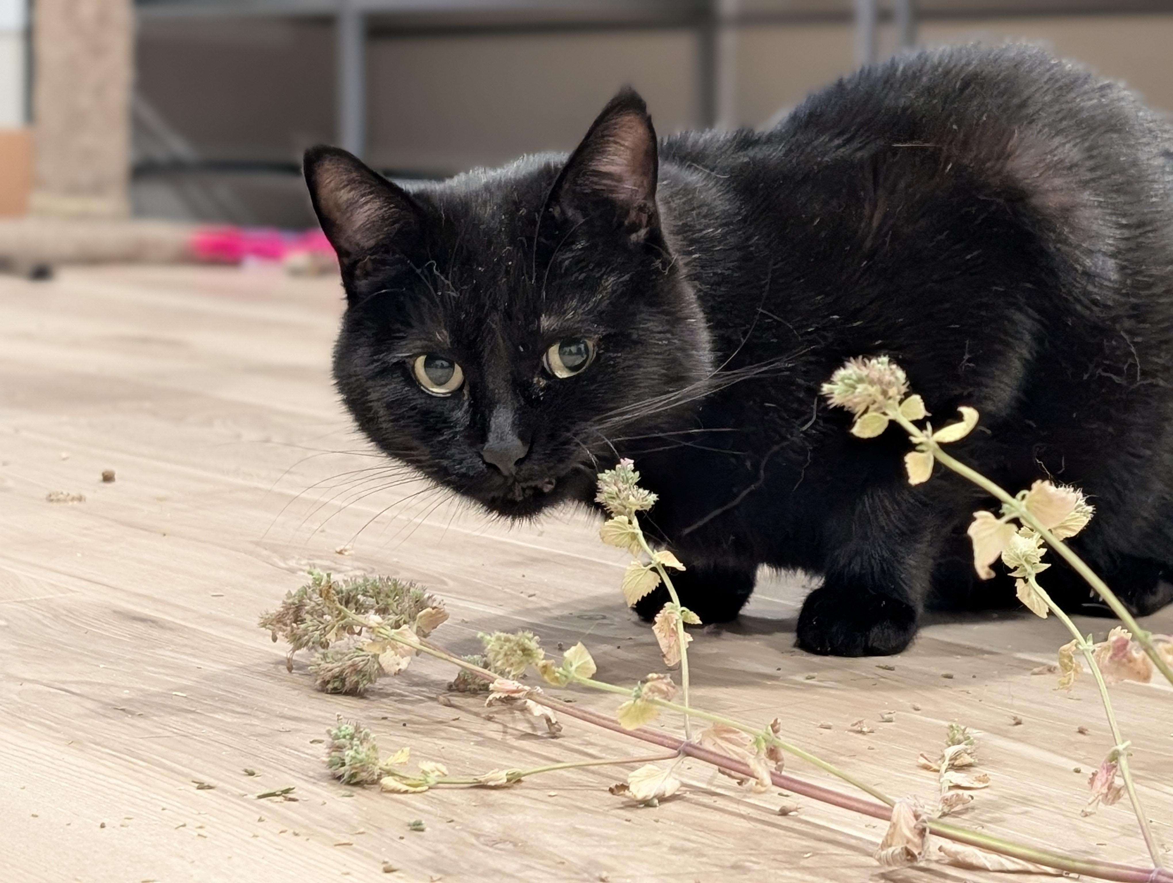 Enlarge Kane, a Adoptable Domestic Short Hair in Kamloops, BC image 2/6