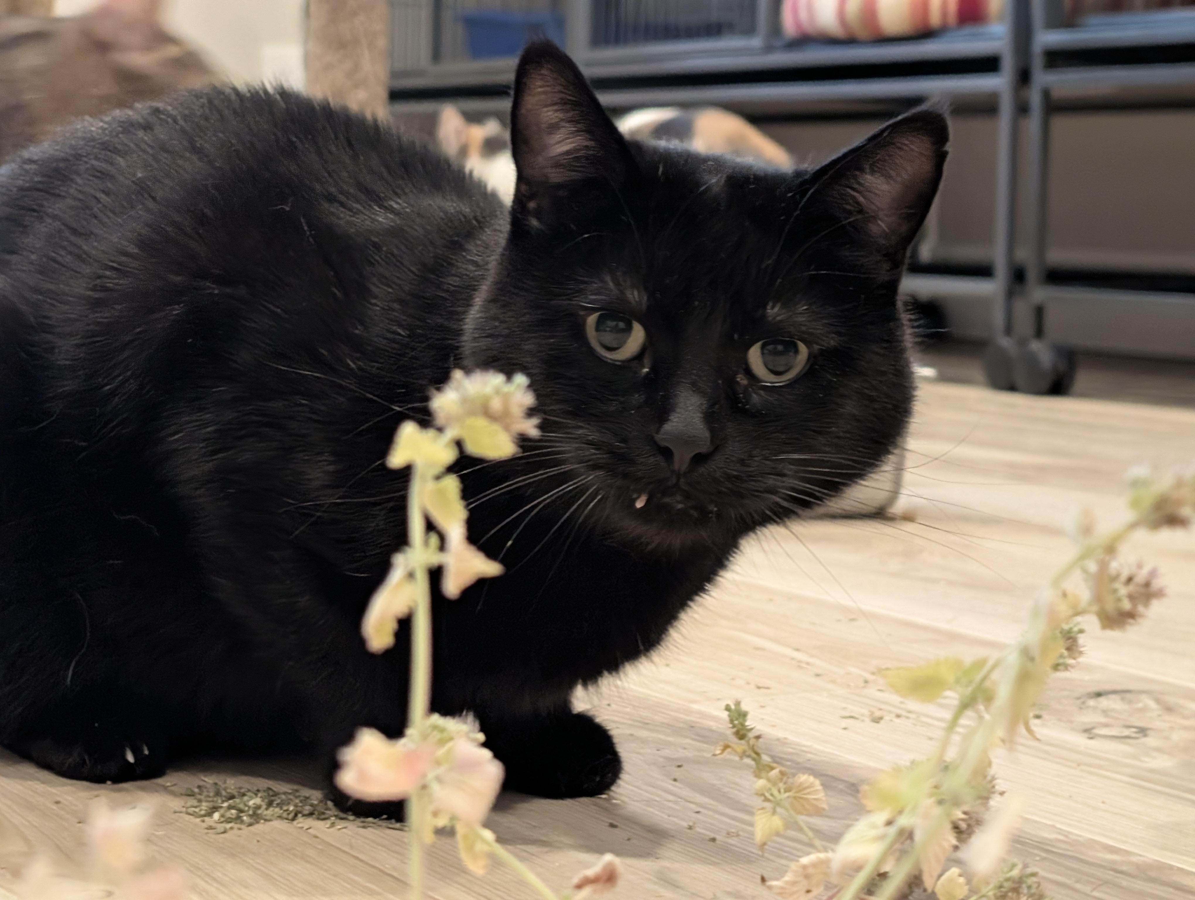 Enlarge Kane, a Adoptable Domestic Short Hair in Kamloops, BC image 3/6