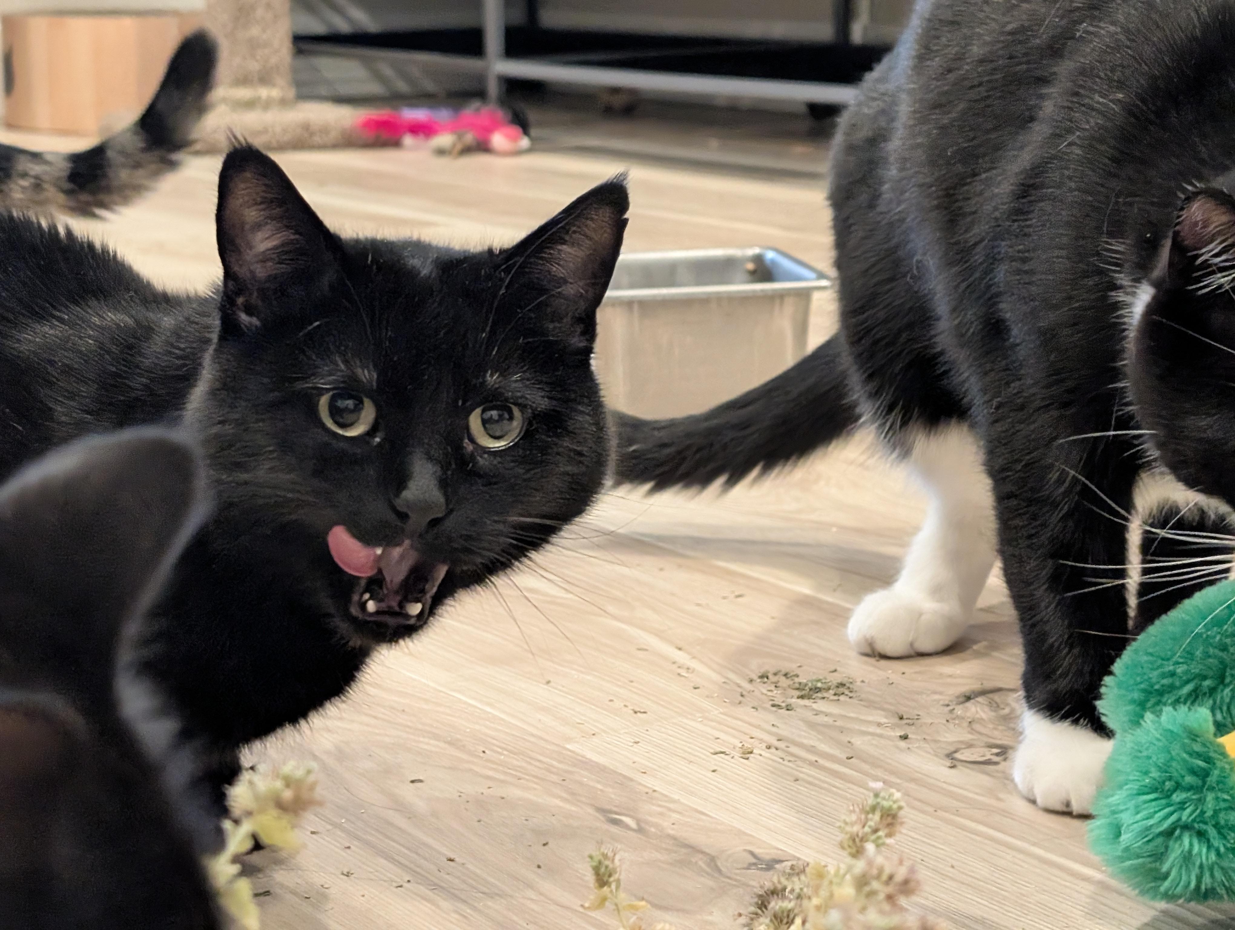 Enlarge Kane, a Adoptable Domestic Short Hair in Kamloops, BC image 5/6