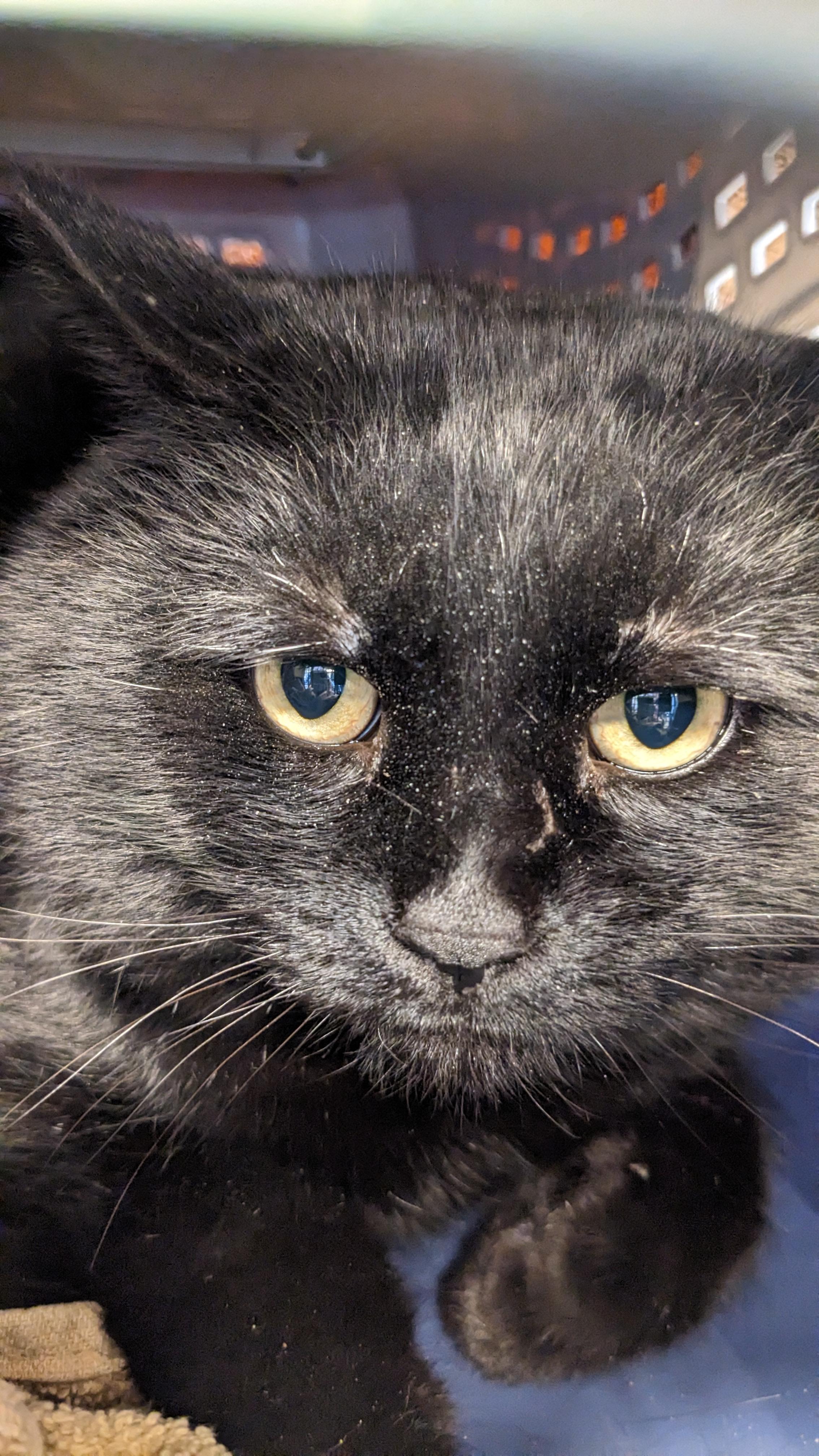 Enlarge Kane, a Adoptable Domestic Short Hair in Kamloops, BC image 6/6