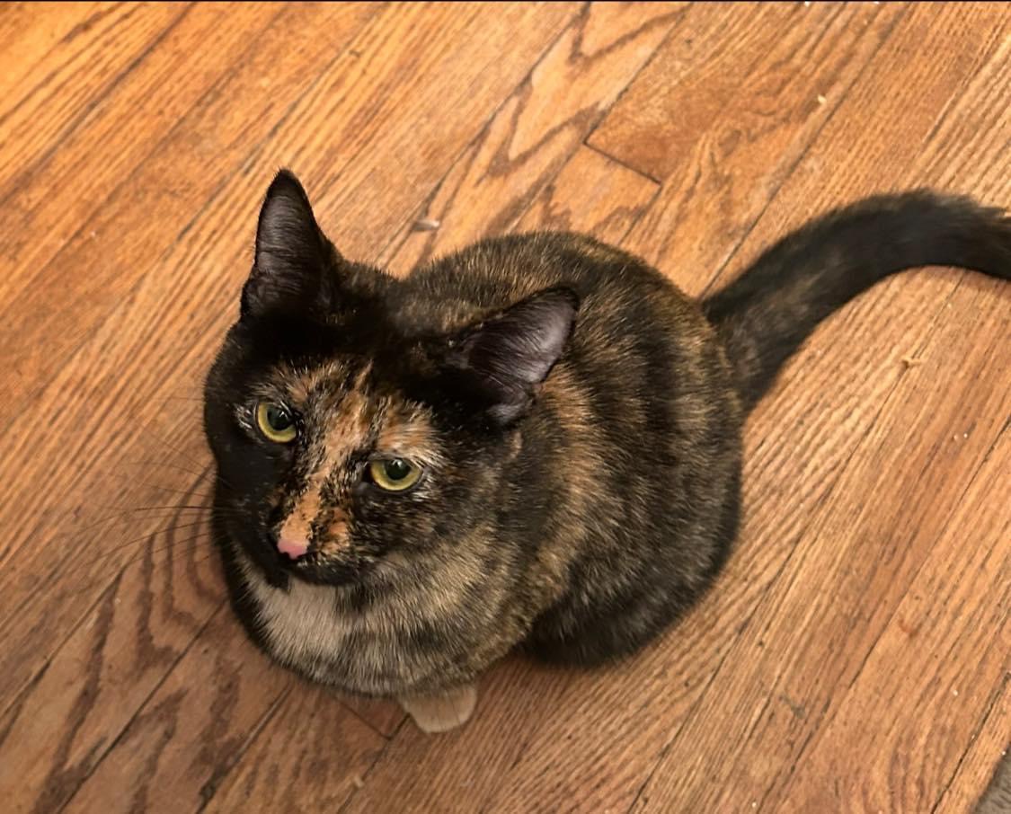 Nala, Young Female Tortoiseshell