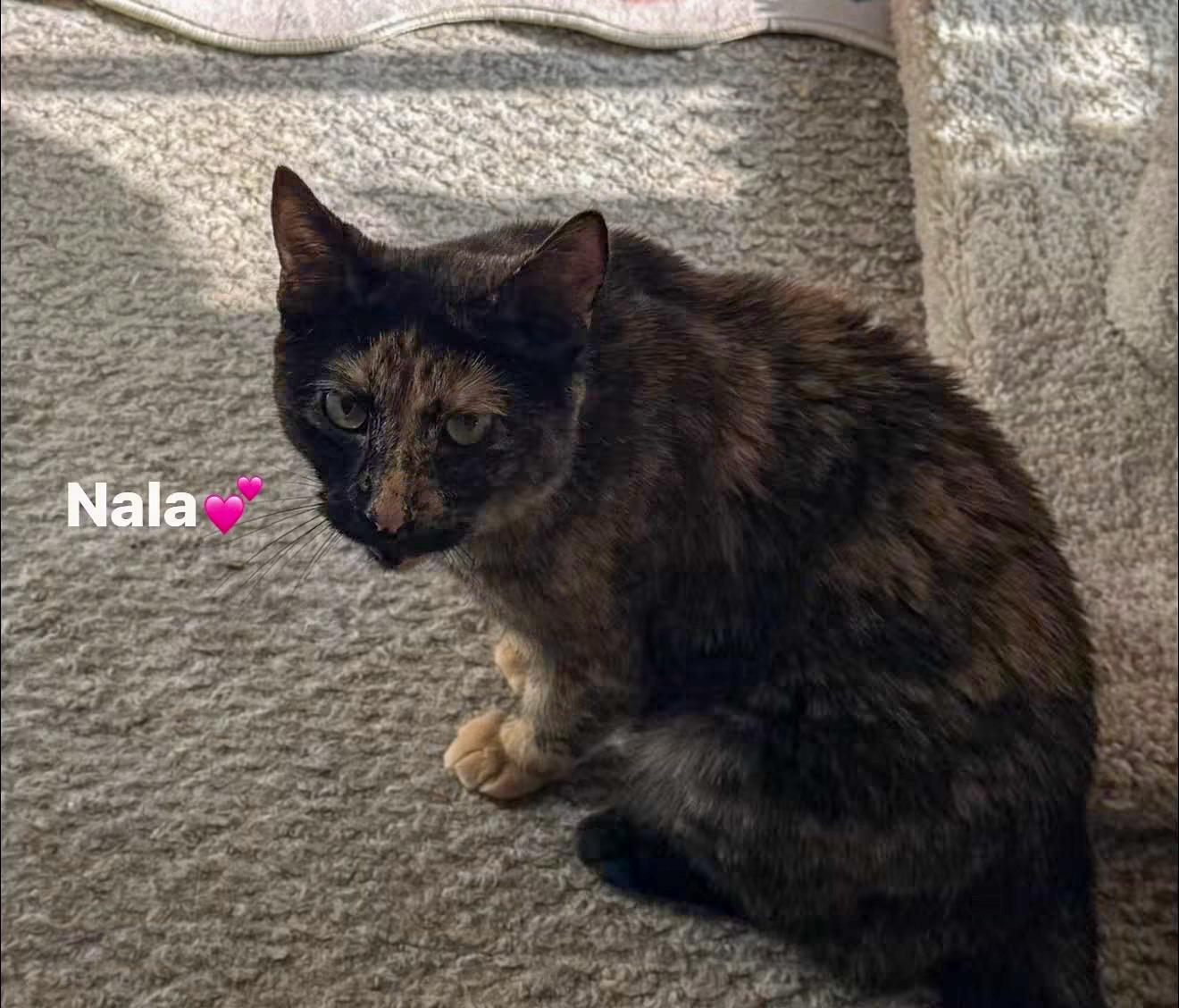 Nala, a Adoptable mixed breed in Newark, NJ image 1/3