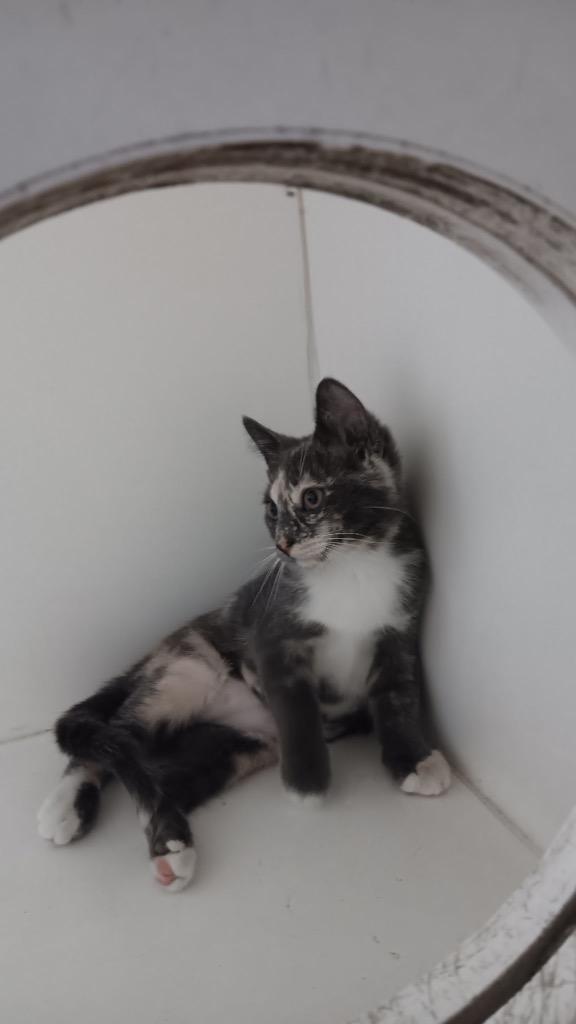 Enlarge Stormy, a Adoptable Calico in Crandon, WI image 1/1