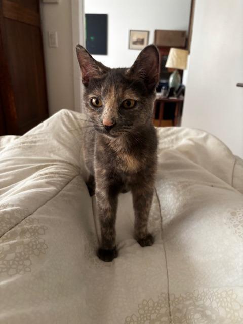 Enlarge Hibiscus (and Holly), a Adoptable mixed breed in New York, NY image 1/6