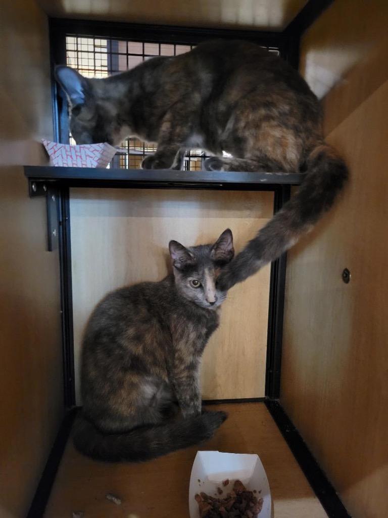 Enlarge Hibiscus (and Holly), a Adoptable mixed breed in New York, NY image 3/6