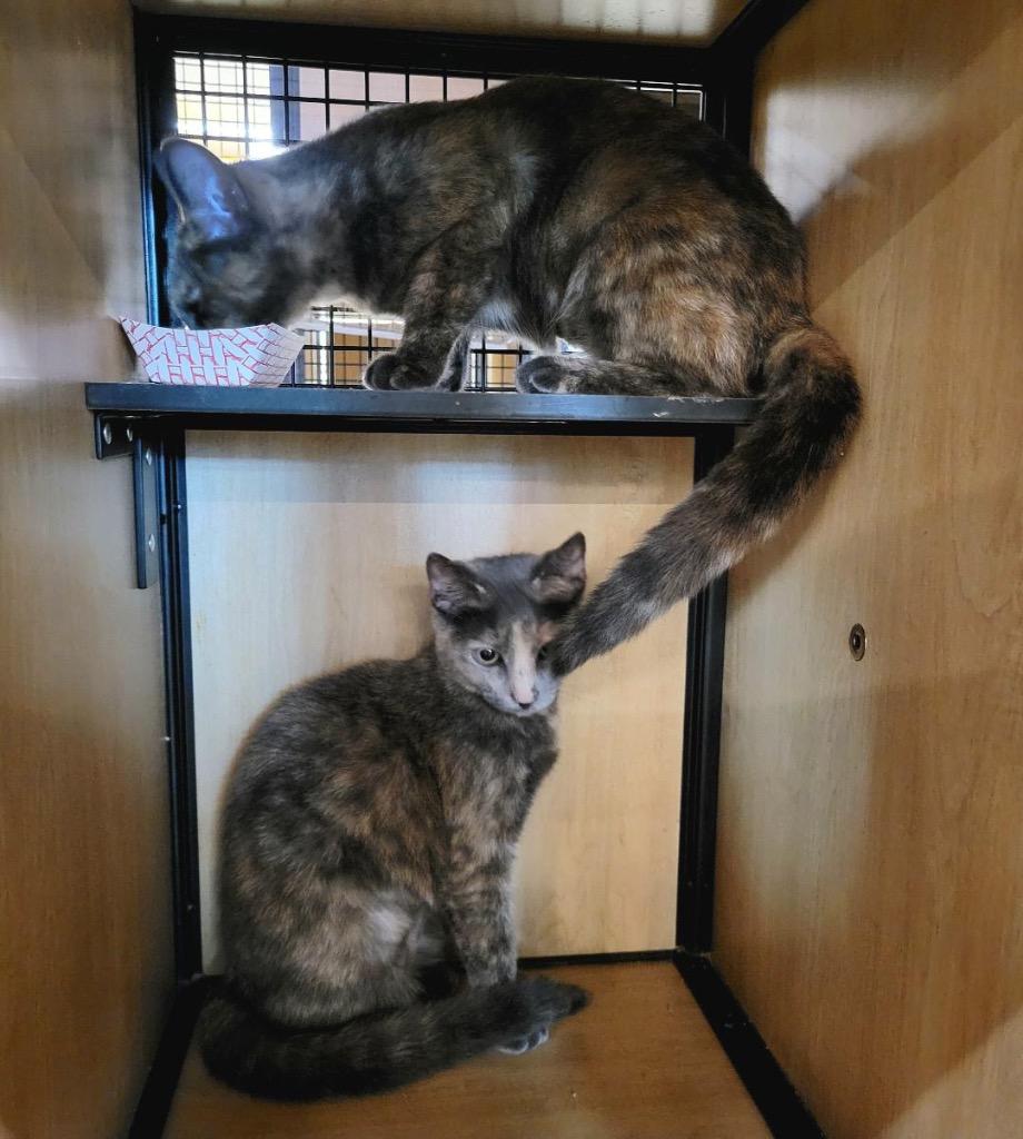 Enlarge Hibiscus (and Holly), a Adoptable mixed breed in New York, NY image 4/6