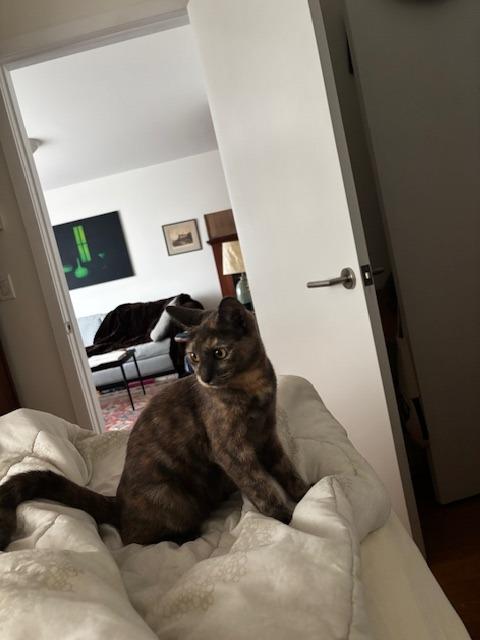 Enlarge Hibiscus (and Holly), a Adoptable mixed breed in New York, NY image 5/6