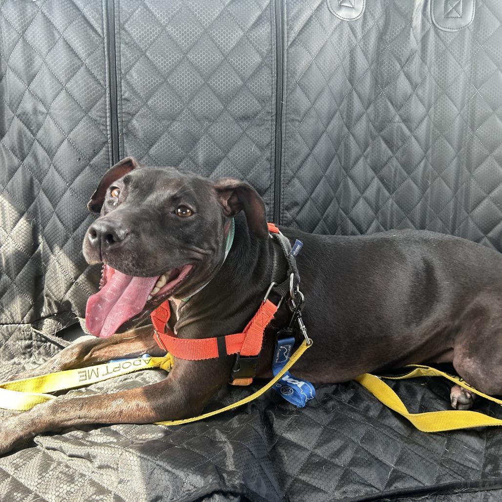 Enlarge Emma, a Adoptable mixed breed in Pasadena, CA image 2/4