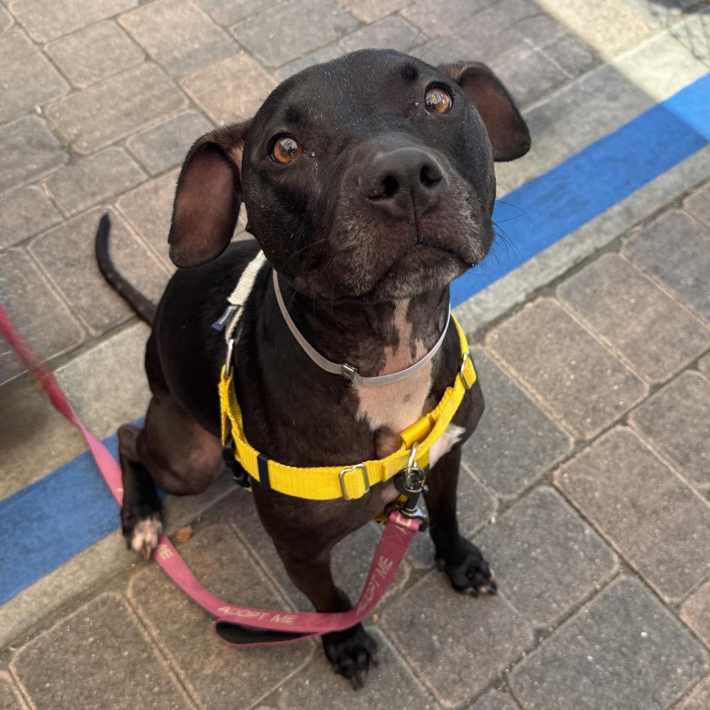 Enlarge Emma, a Adoptable mixed breed in Pasadena, CA image 3/4