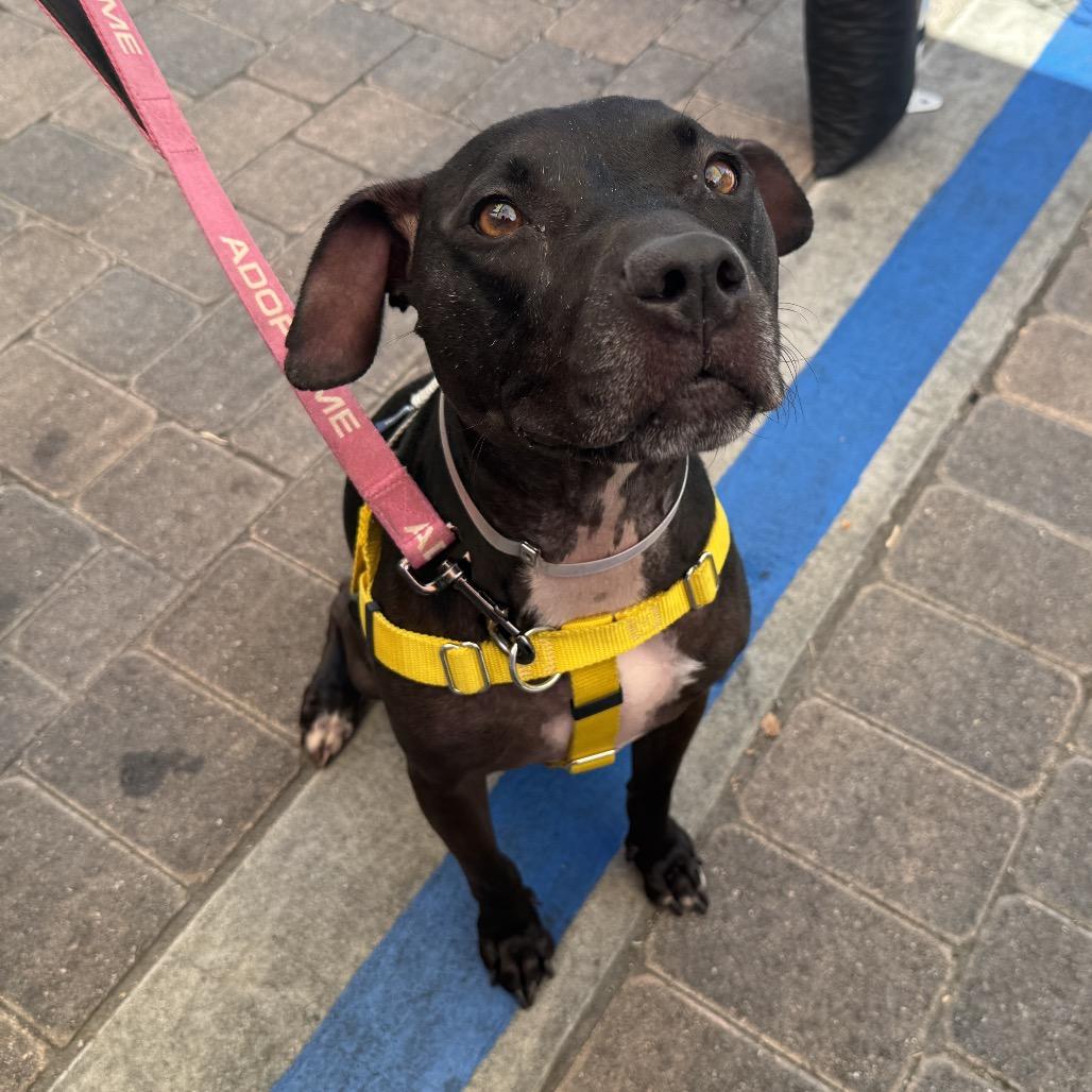 Enlarge Emma, a Adoptable mixed breed in Pasadena, CA image 4/4