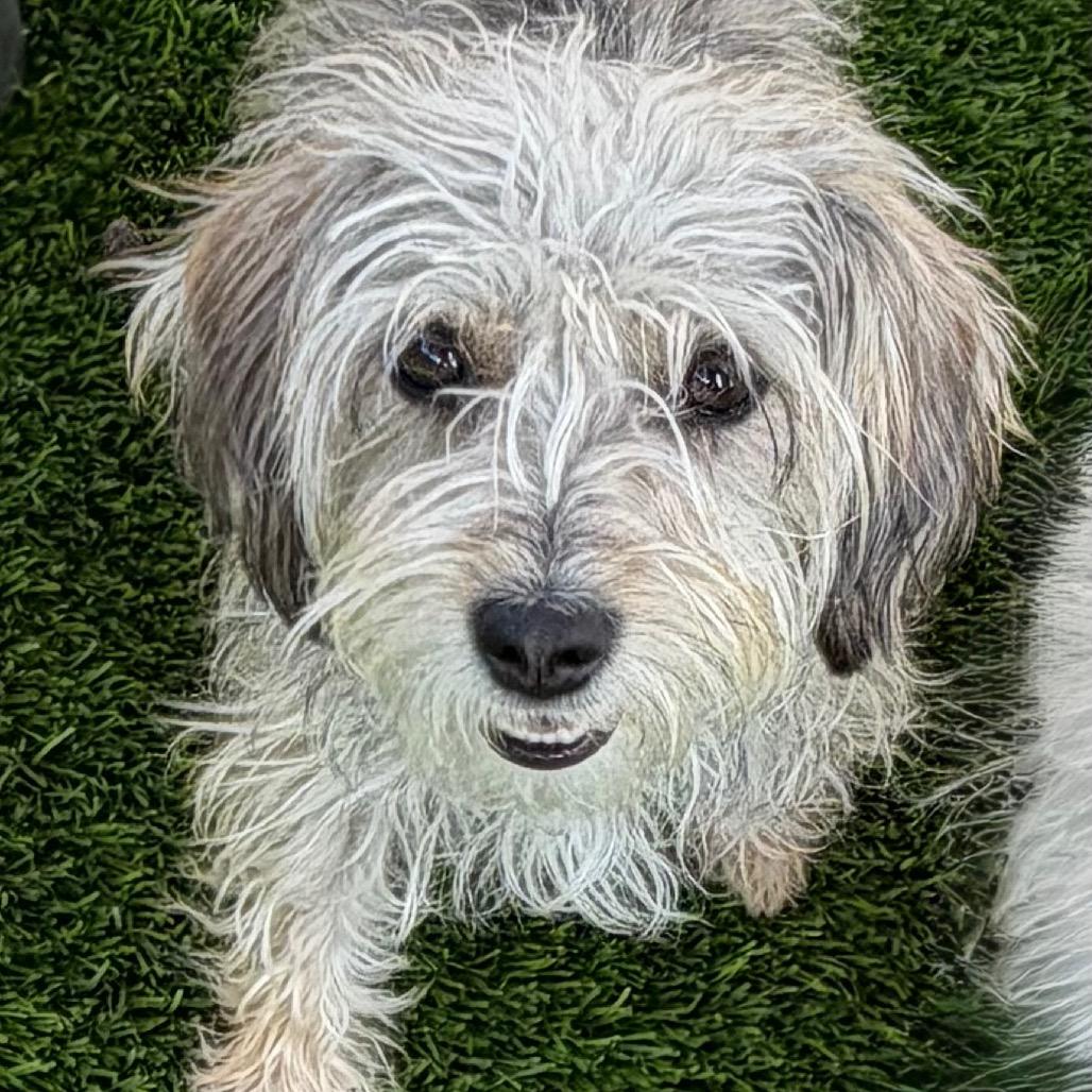 KitKat, Adoptable, Adult Female Terrier & Mixed Breed.