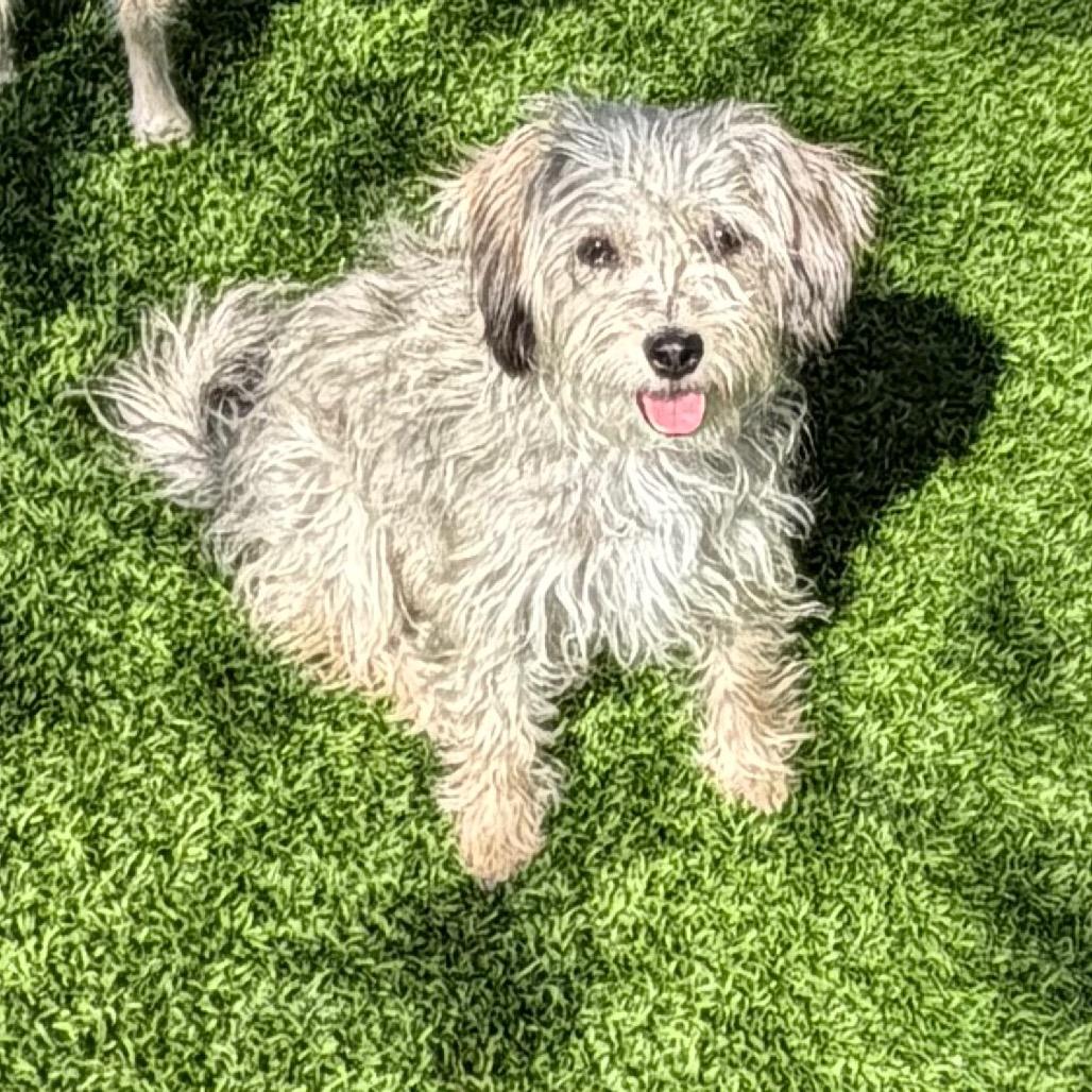 KitKat, a Adoptable mixed breed in Las Vegas, NV image 2/4
