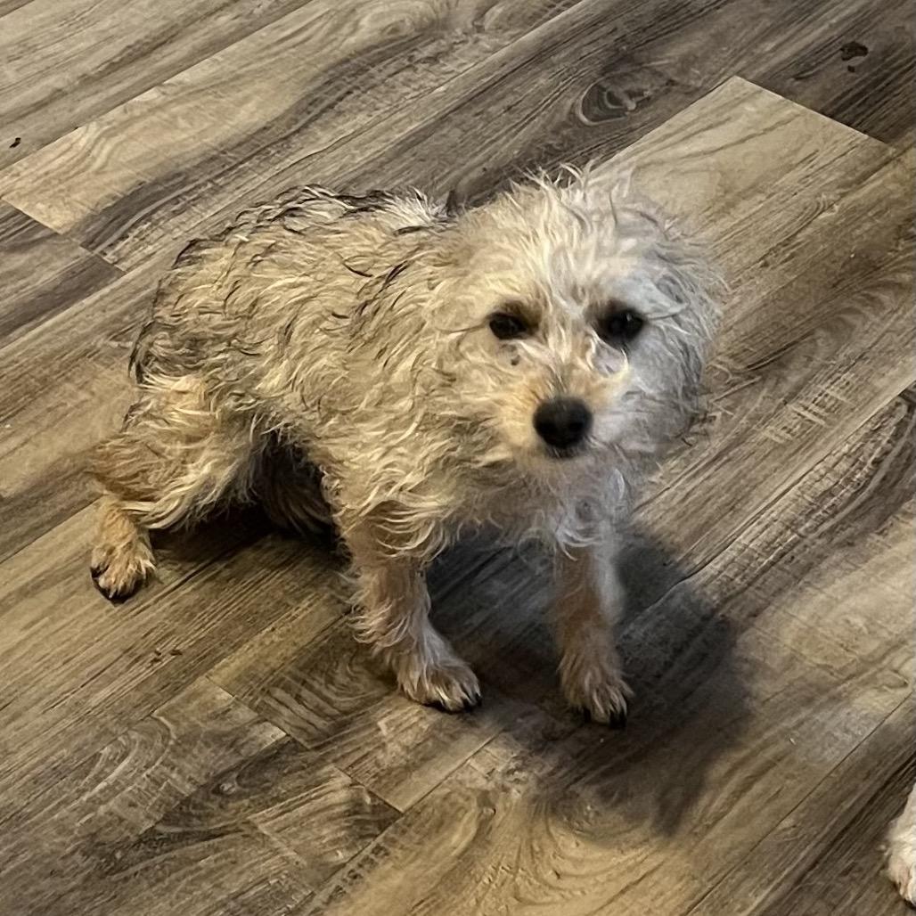 KitKat, Adoptable, Young Female Terrier.