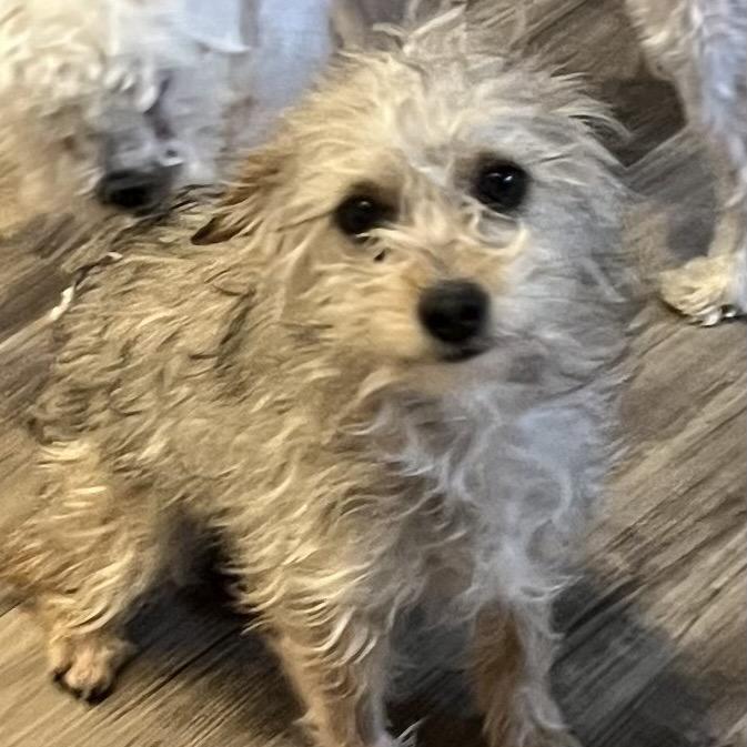 Enlarge KitKat, a Adoptable mixed breed in Las Vegas, NV image 2/2