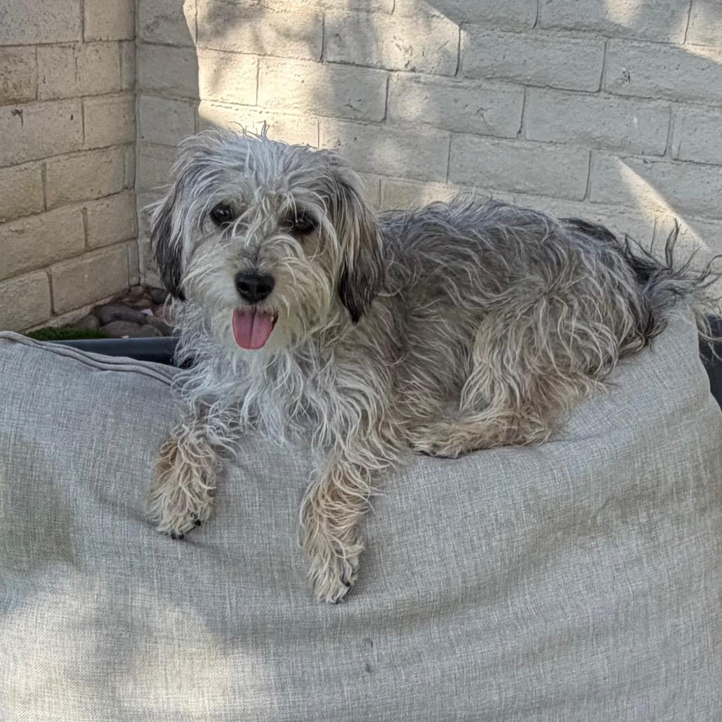 KitKat, a Adoptable mixed breed in Las Vegas, NV image 4/4