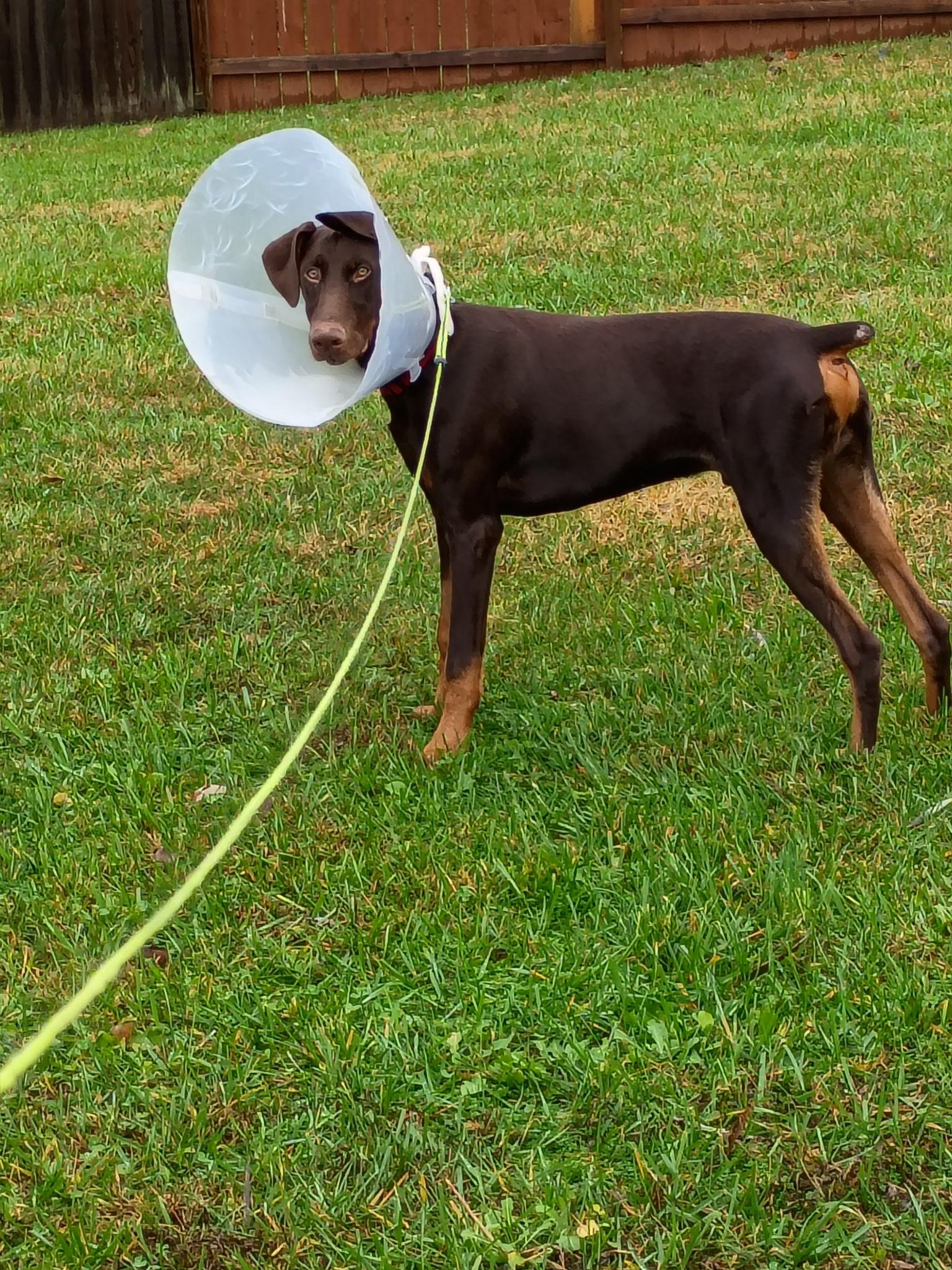 Major, Adoptable, Young Male Doberman Pinscher.