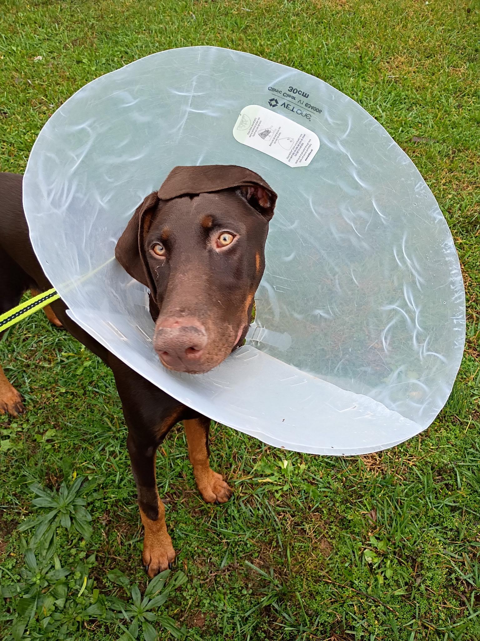 Enlarge Major, a Adoptable Doberman Pinscher in Nashville, TN image 2/3