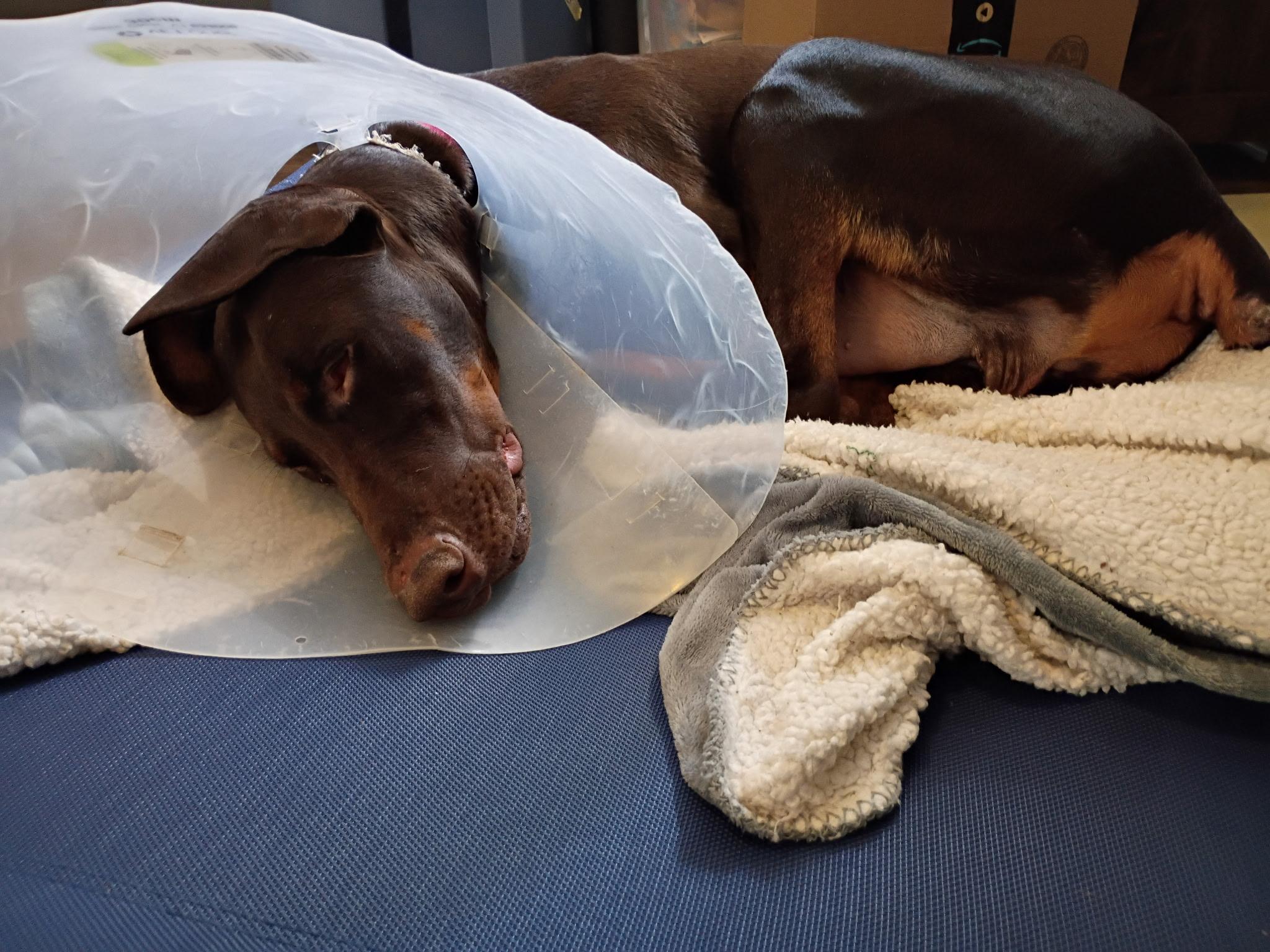 Major, adopted, Young Male Doberman Pinscher.