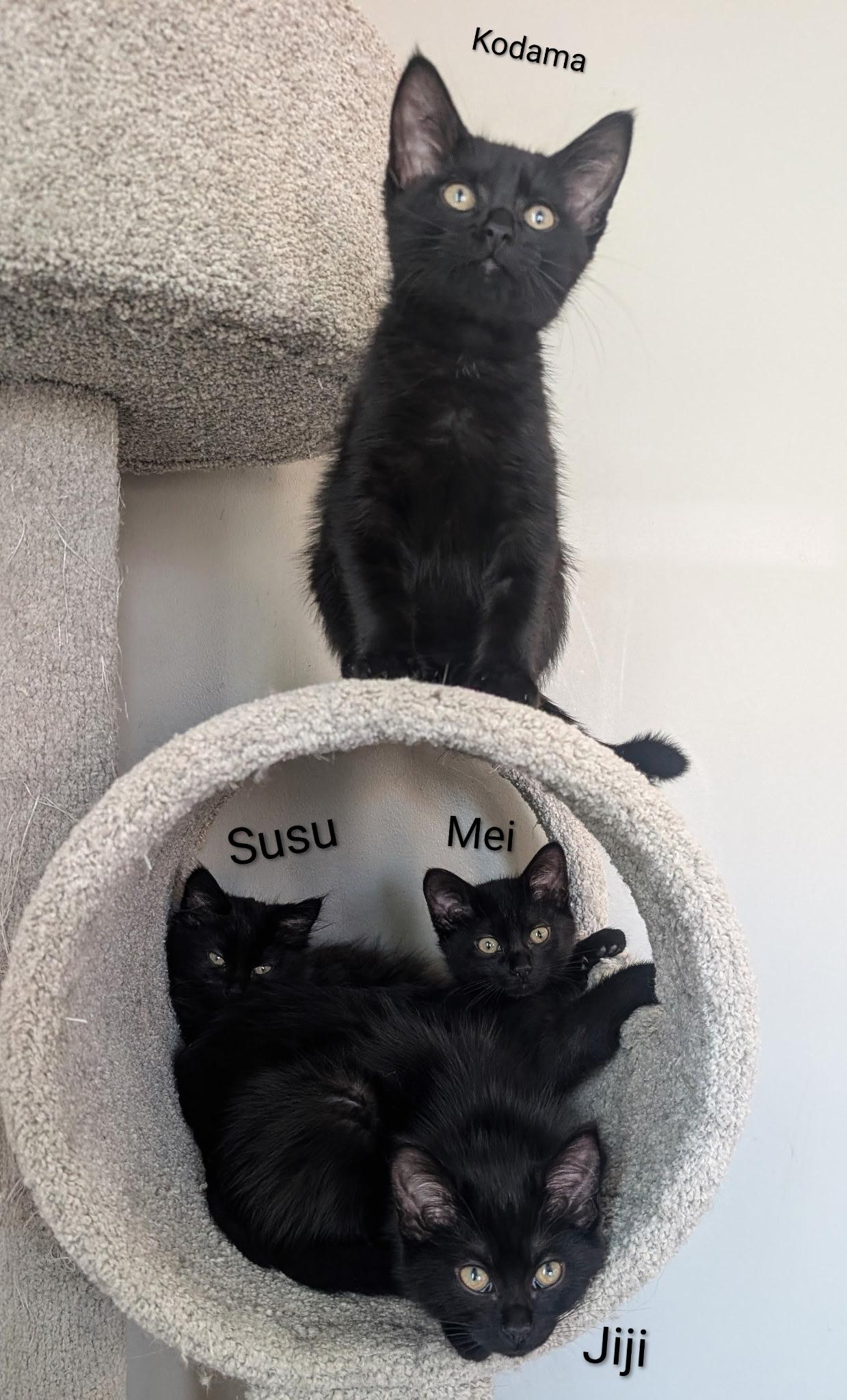 Mei, a ADOPTABLE Domestic Medium Hair in Indianapolis, IN image 3/3