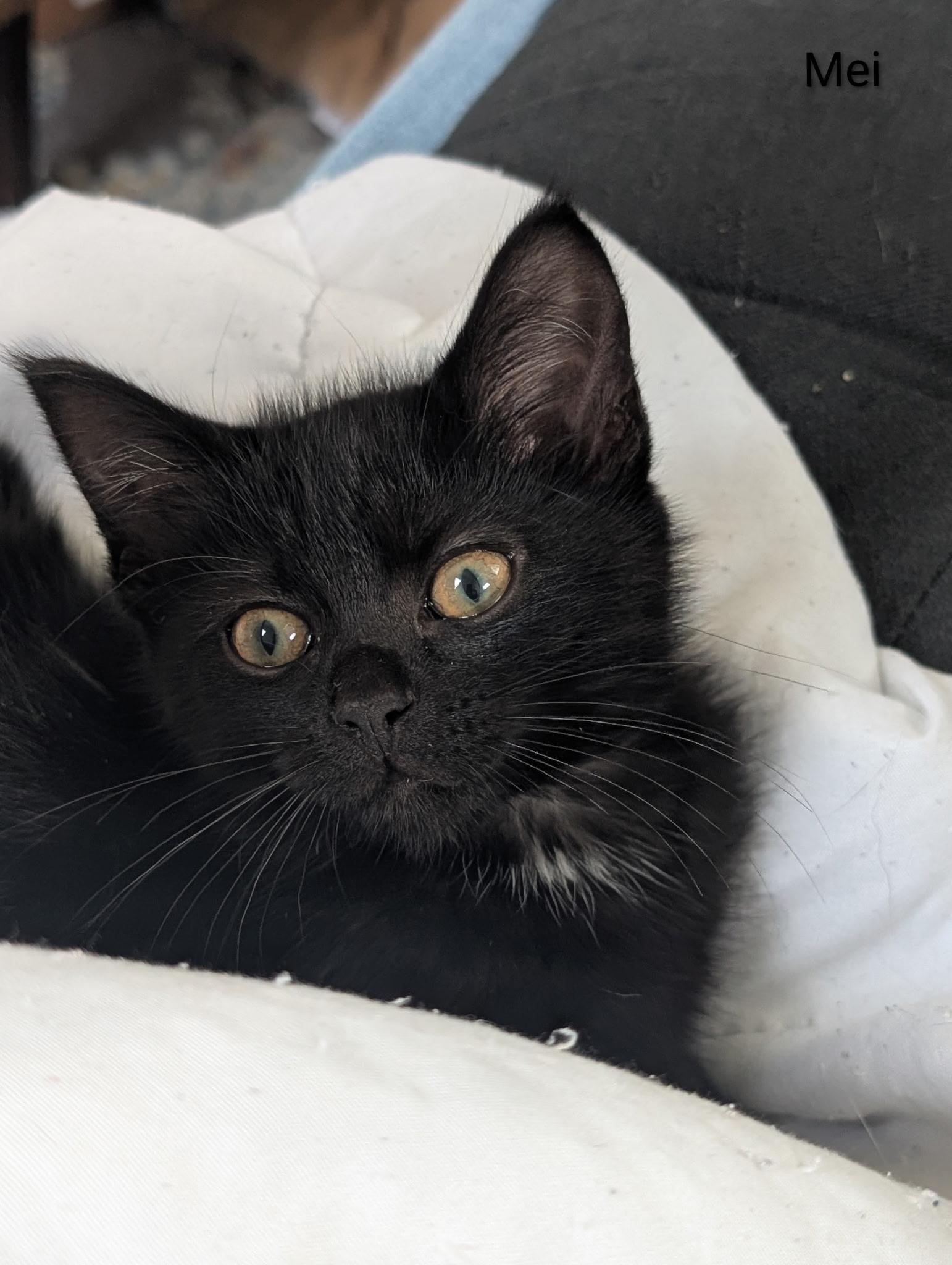 Mei, a ADOPTABLE Domestic Medium Hair in Indianapolis, IN image 1/3