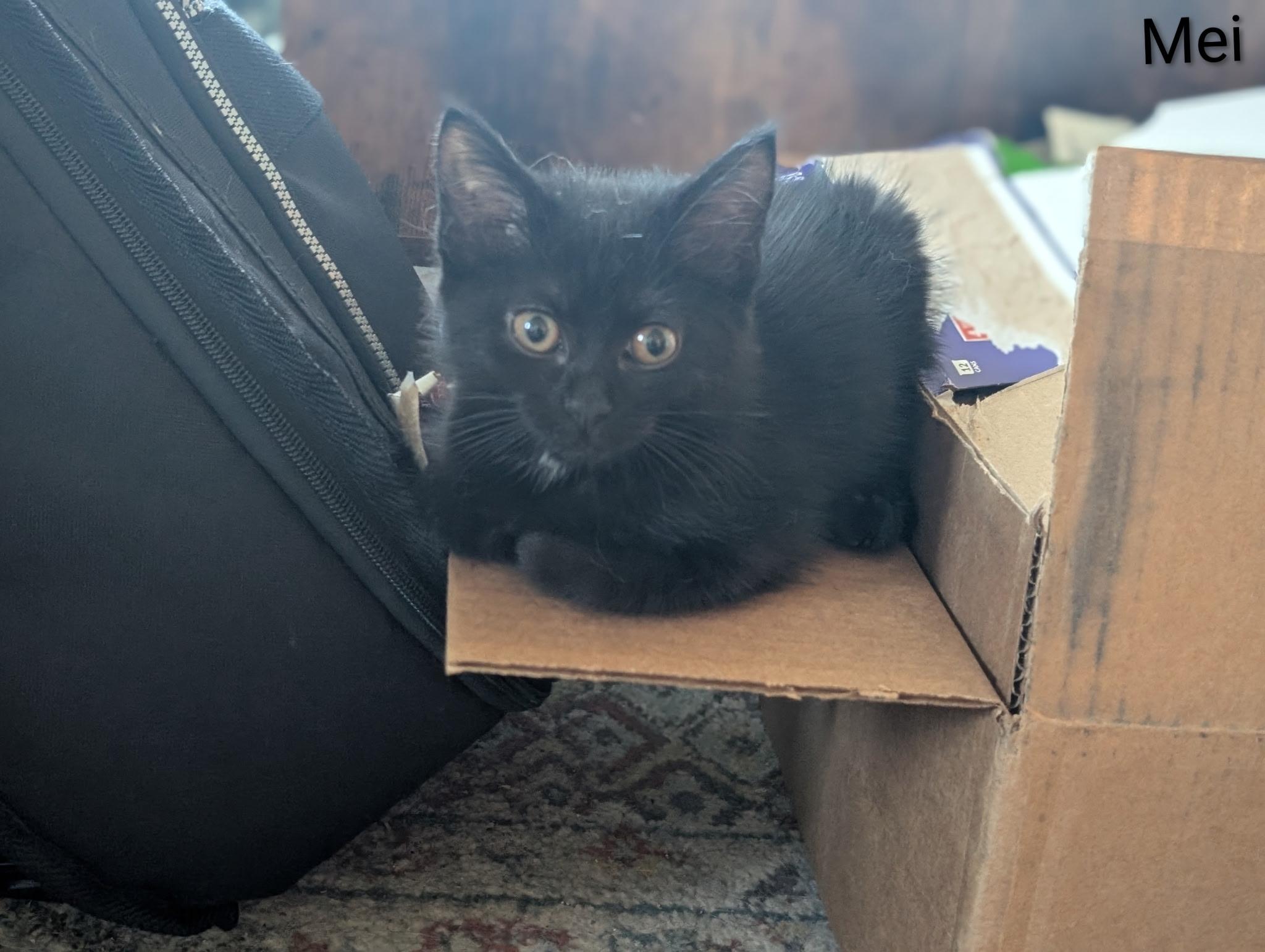 Mei, a ADOPTABLE Domestic Medium Hair in Indianapolis, IN image 2/3