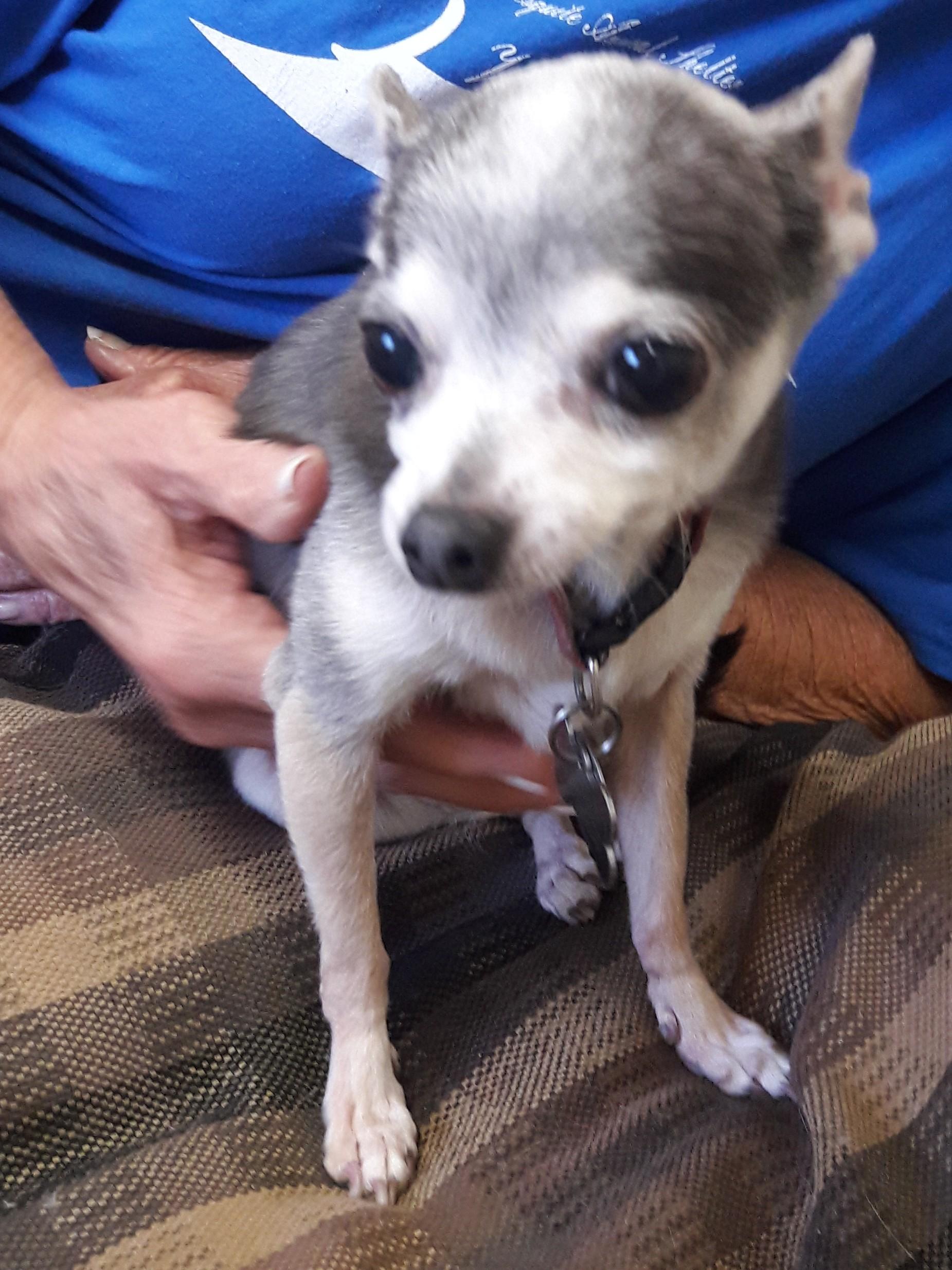Rosa, adopted, Senior Female Chihuahua.