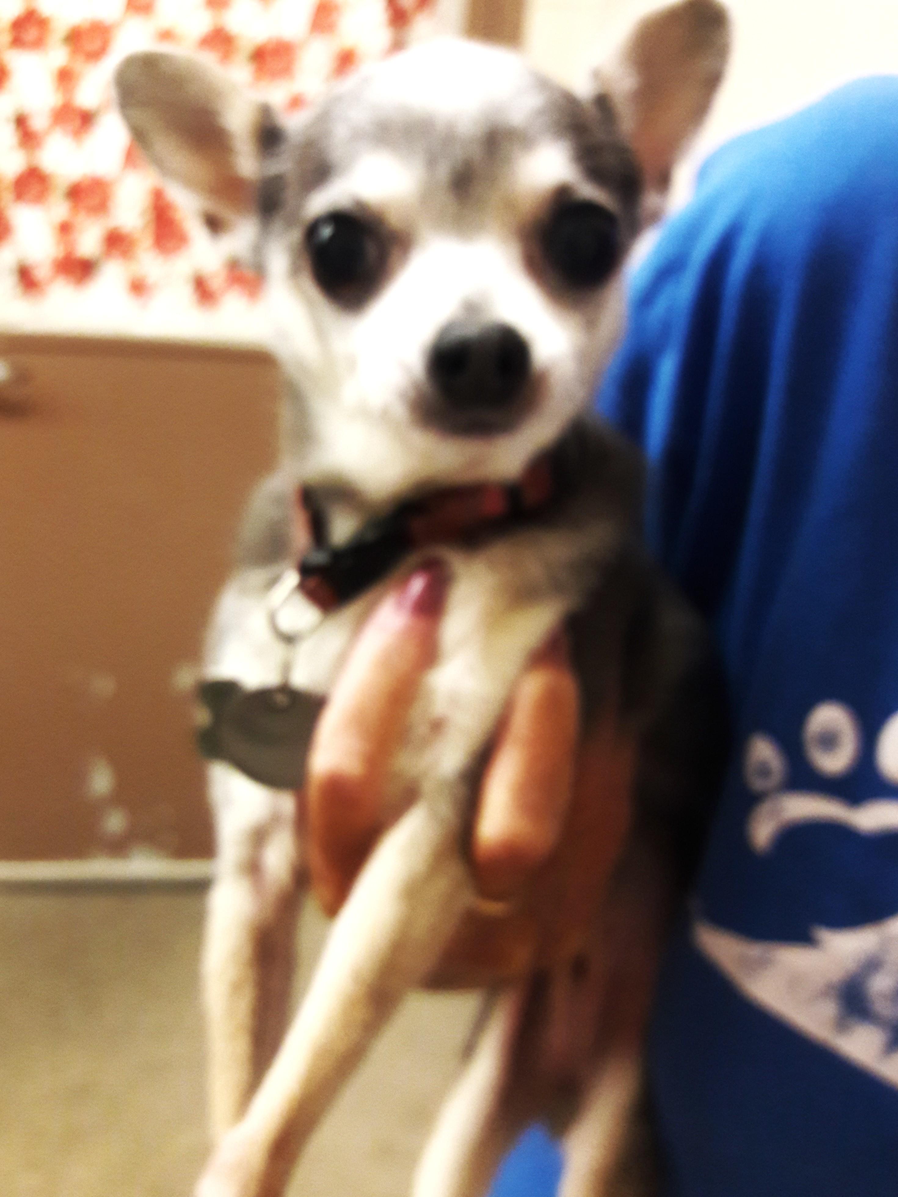 Rosa, an adopted Chihuahua in Mesquite, NV image 3/3