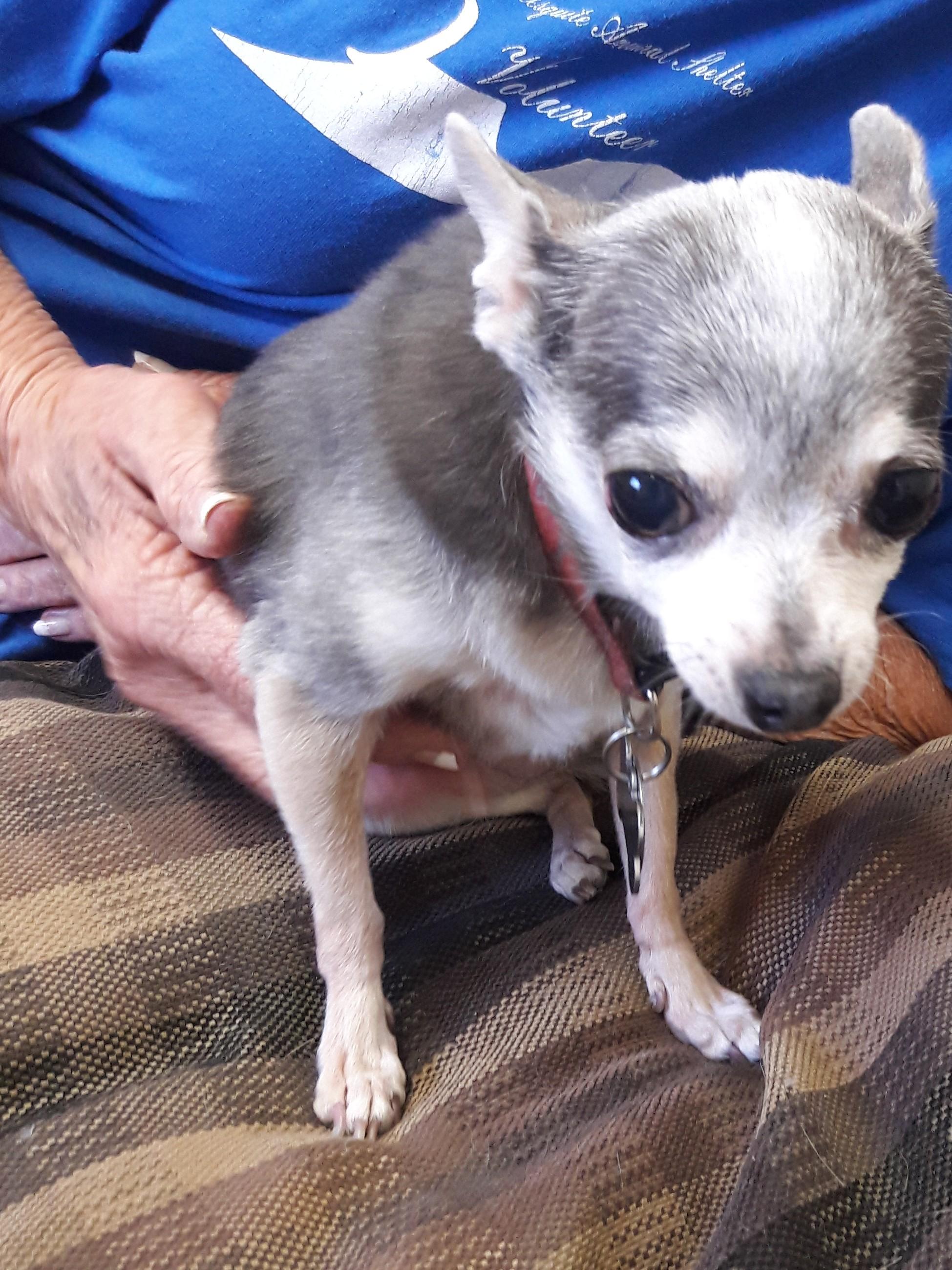 Rosa, an adopted Chihuahua in Mesquite, NV image 2/3