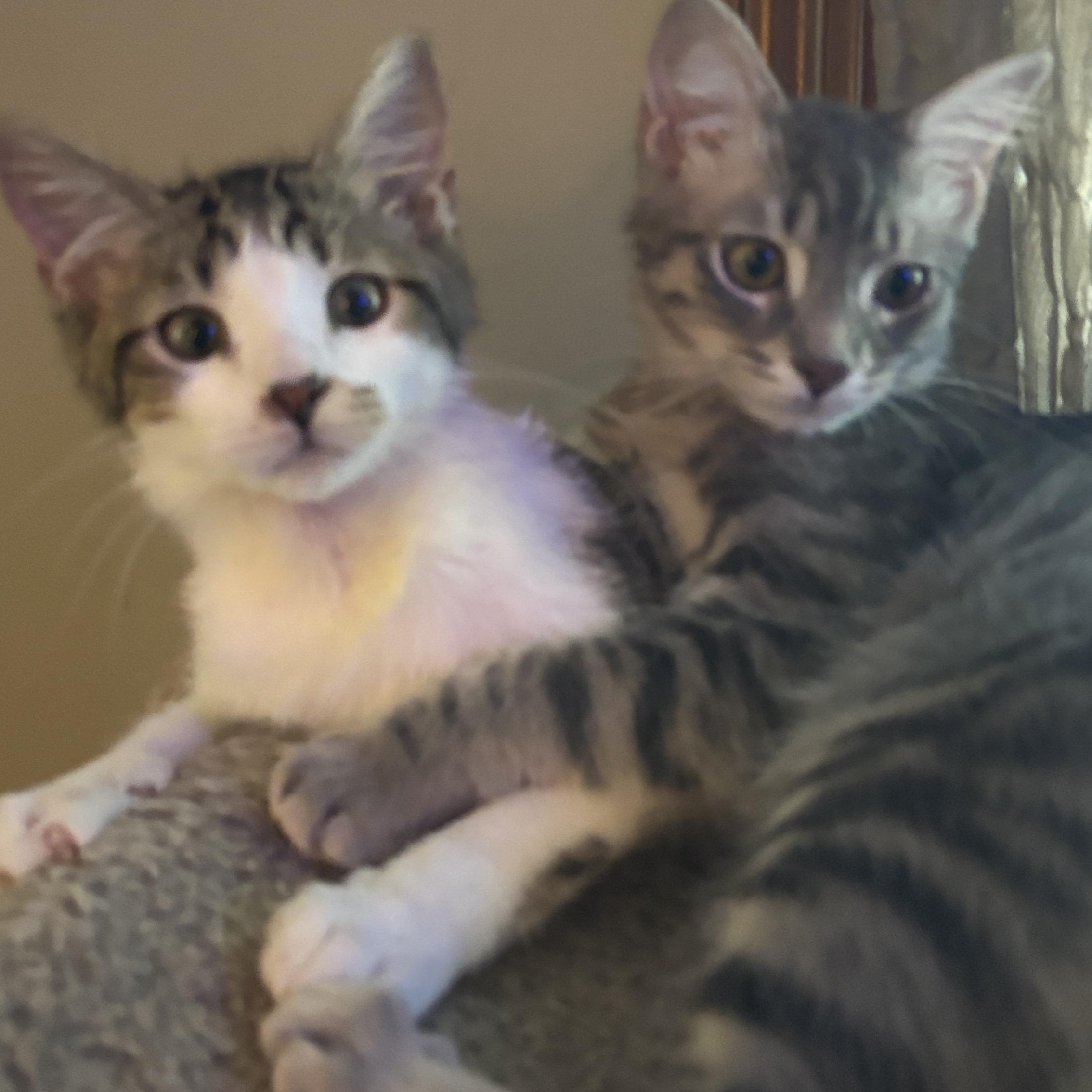 Enlarge Cipher and Niyo, an adopted Domestic Short Hair in Melrose, MA image 1/6