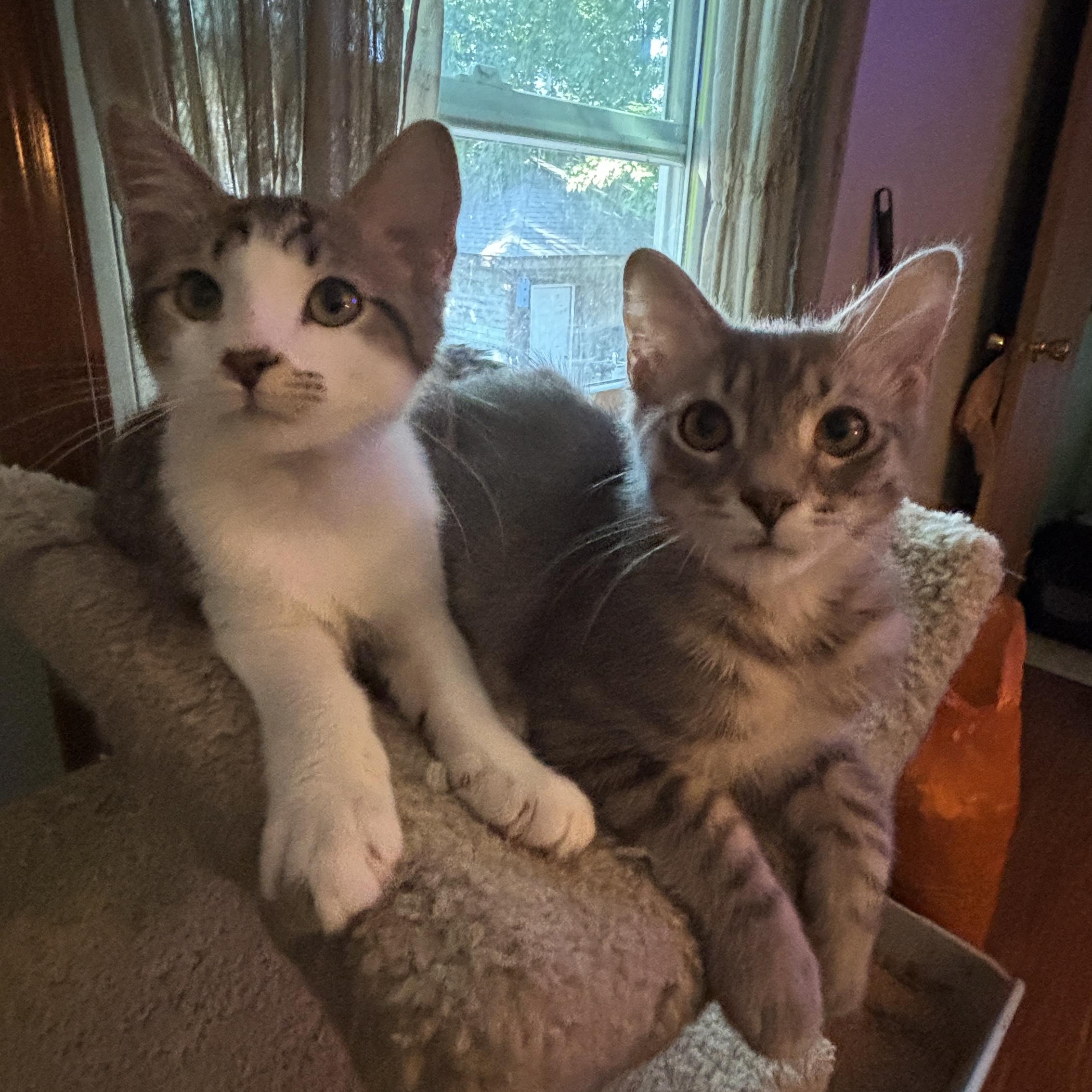 Enlarge Cipher and Niyo, an adopted Domestic Short Hair in Melrose, MA image 2/6