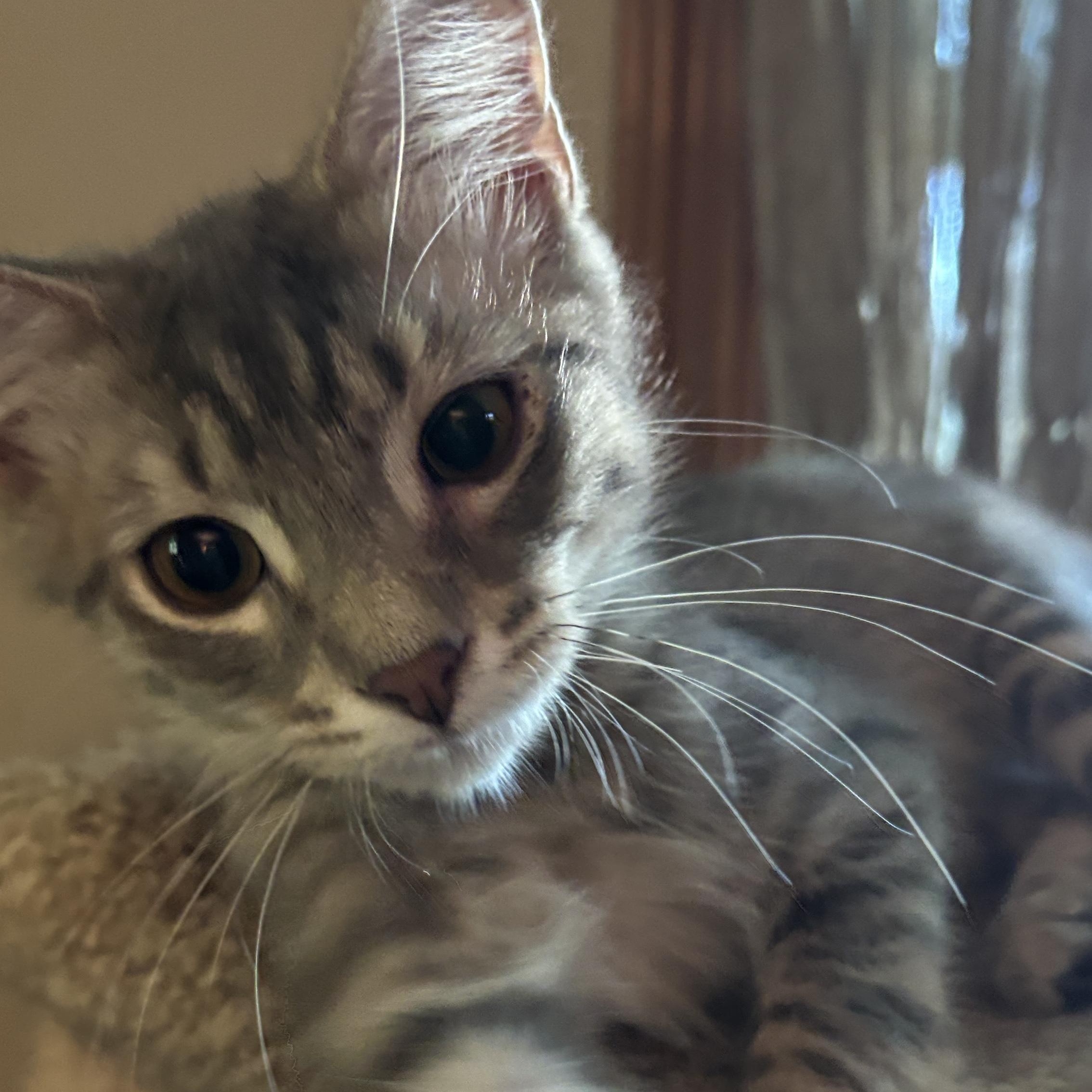 Enlarge Cipher and Niyo, an adopted Domestic Short Hair in Melrose, MA image 6/6