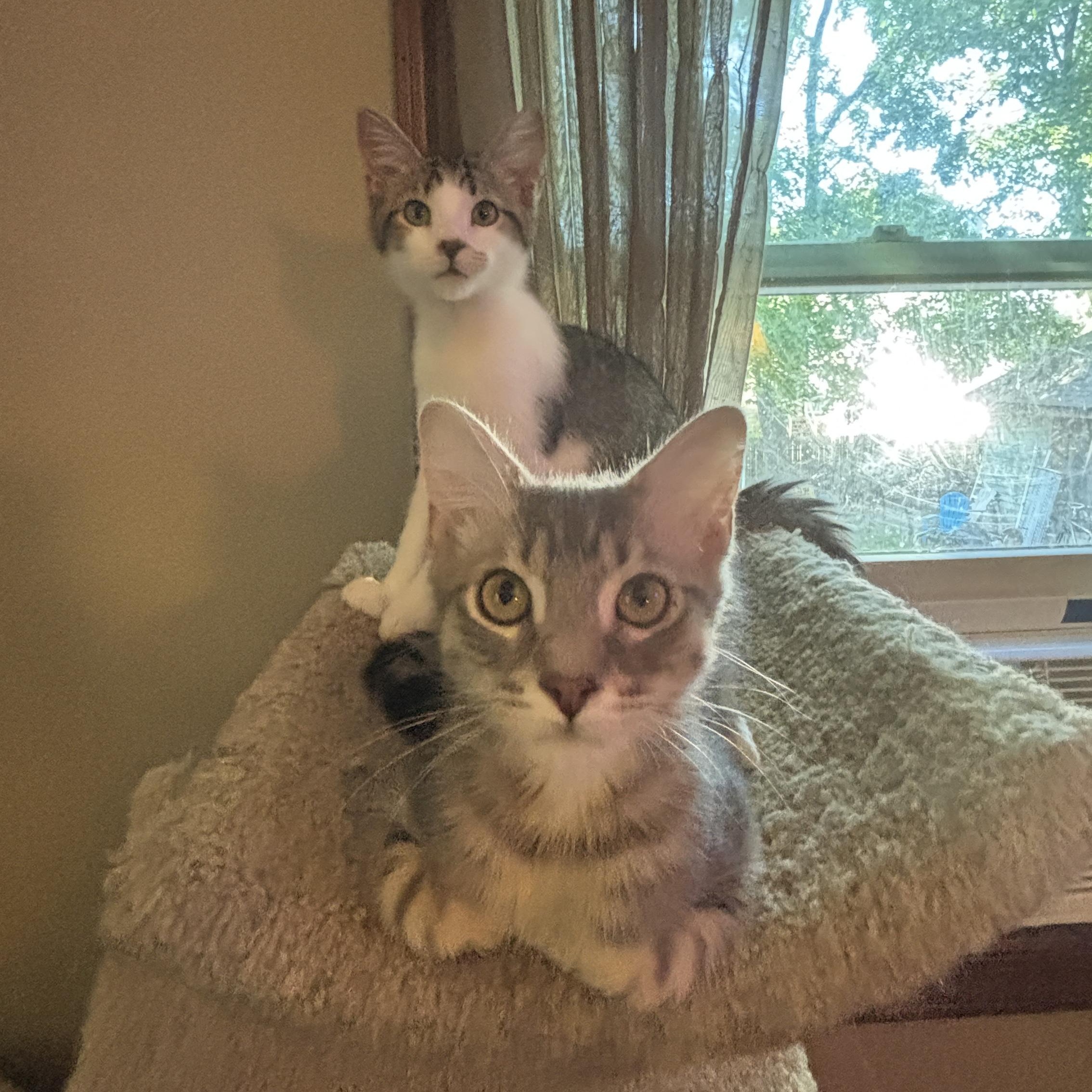 Enlarge Cipher and Niyo, an adopted Domestic Short Hair in Melrose, MA image 3/6