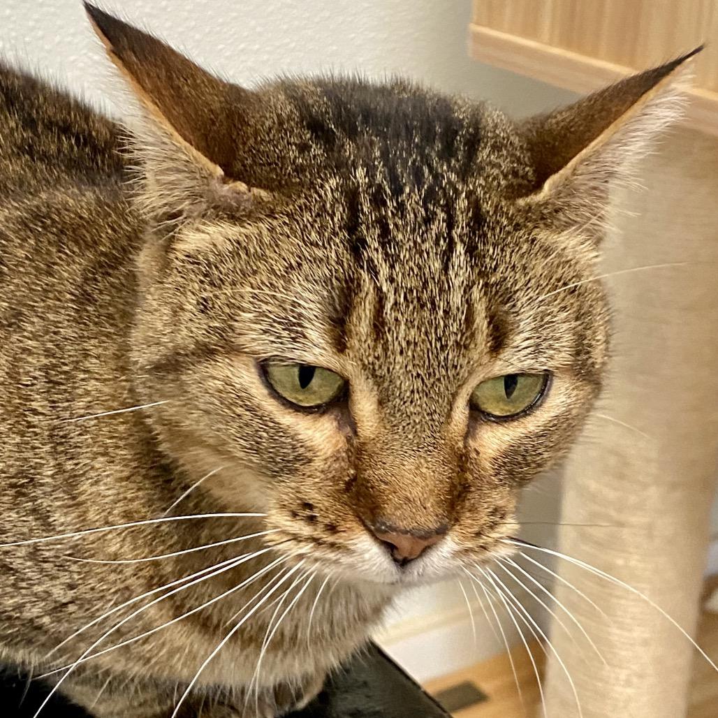 Enlarge Hazel, a Adoptable Domestic Short Hair in Greensboro, GA image 1/5