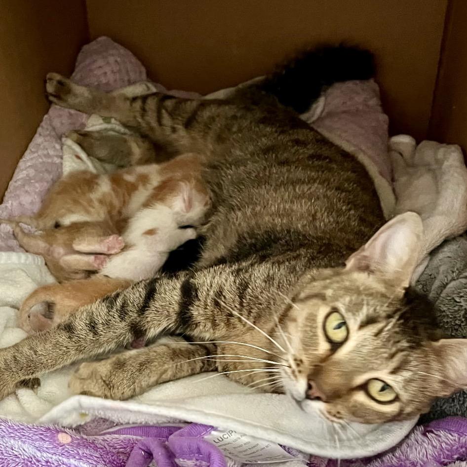 Enlarge Hazel, a Adoptable Domestic Short Hair in Greensboro, GA image 2/5