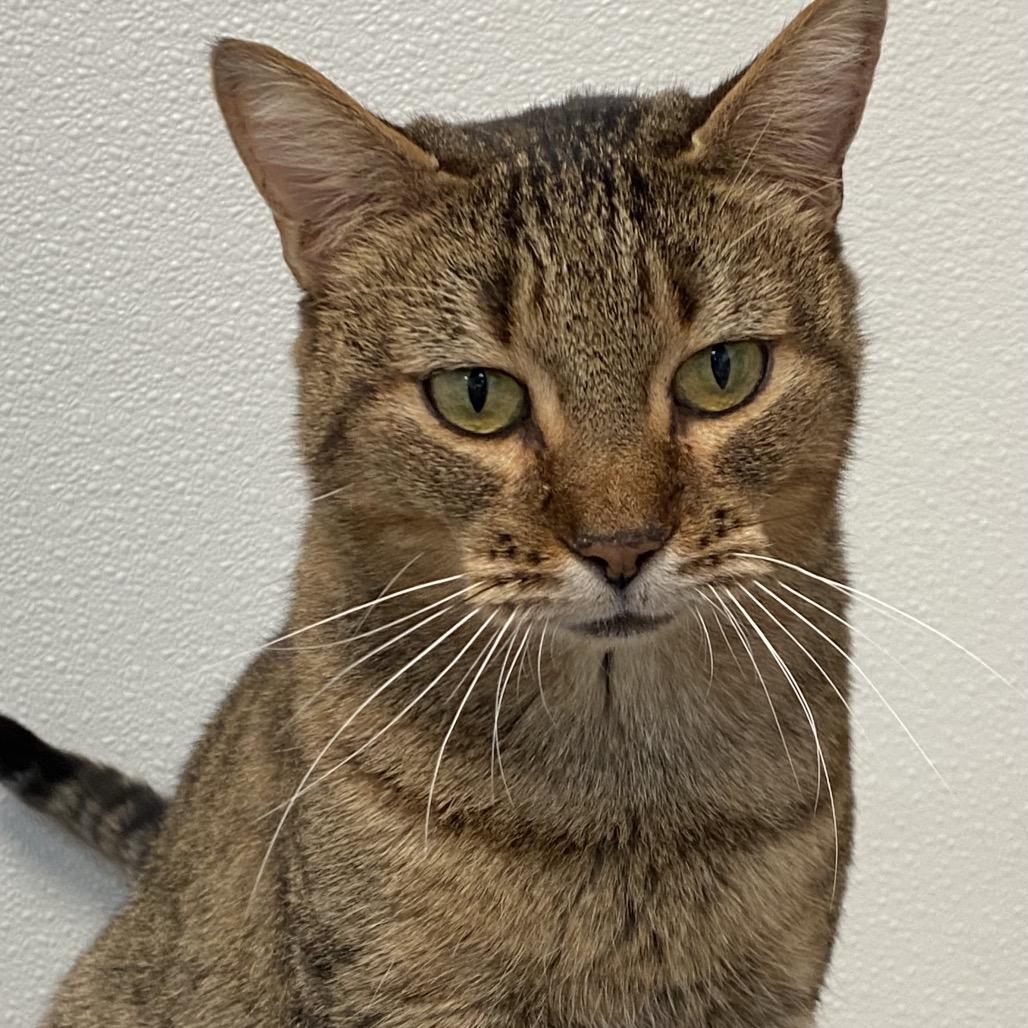 Enlarge Hazel, a Adoptable Domestic Short Hair in Greensboro, GA image 3/5