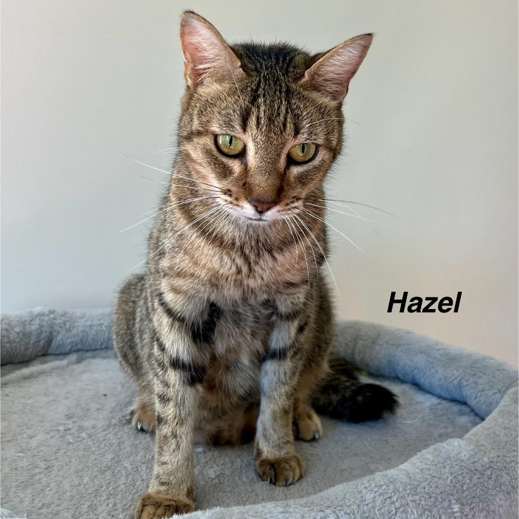 Enlarge Hazel, a Adoptable Domestic Short Hair in Greensboro, GA image 4/5