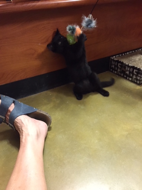 Hershey, a Adoptable Domestic Short Hair in Westfield, NJ image 1/12