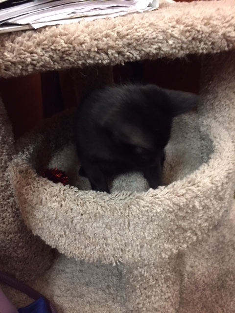 Hershey, a Adoptable Domestic Short Hair in Westfield, NJ image 2/12