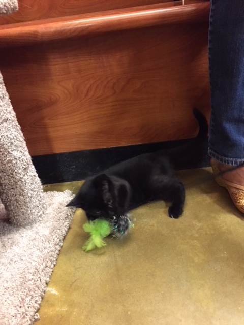 Hershey, a Adoptable Domestic Short Hair in Westfield, NJ image 3/12