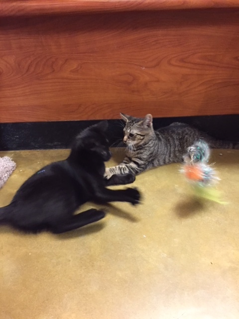 Hershey, a Adoptable Domestic Short Hair in Westfield, NJ image 4/12