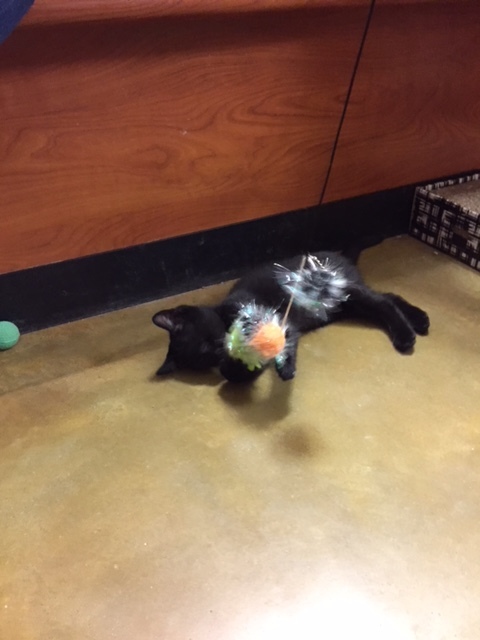 Hershey, a Adoptable Domestic Short Hair in Westfield, NJ image 5/12