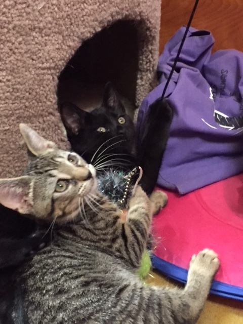 Hershey, a Adoptable Domestic Short Hair in Westfield, NJ image 6/12