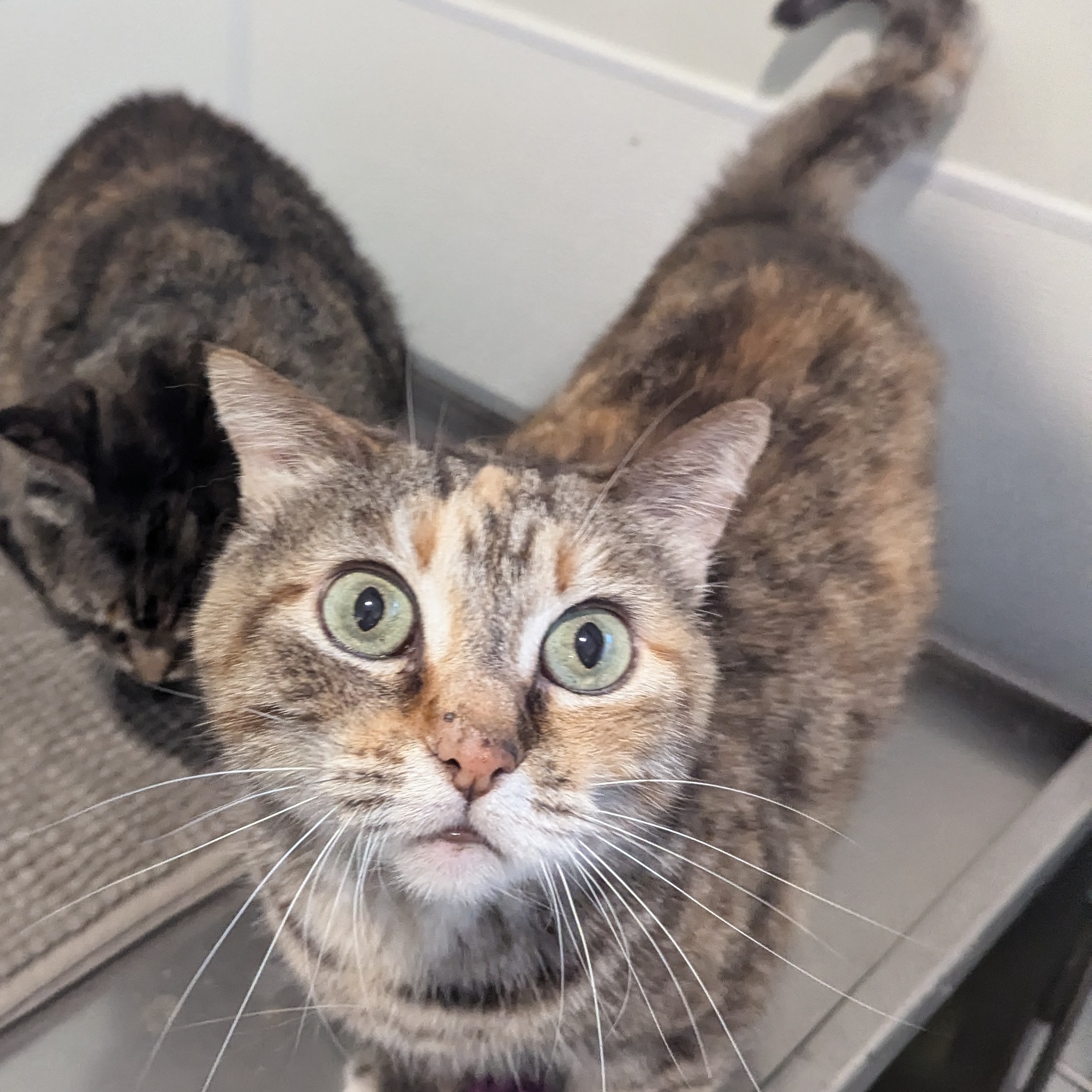 Little Miss, Adoptable, Adult Female Domestic Short Hair.