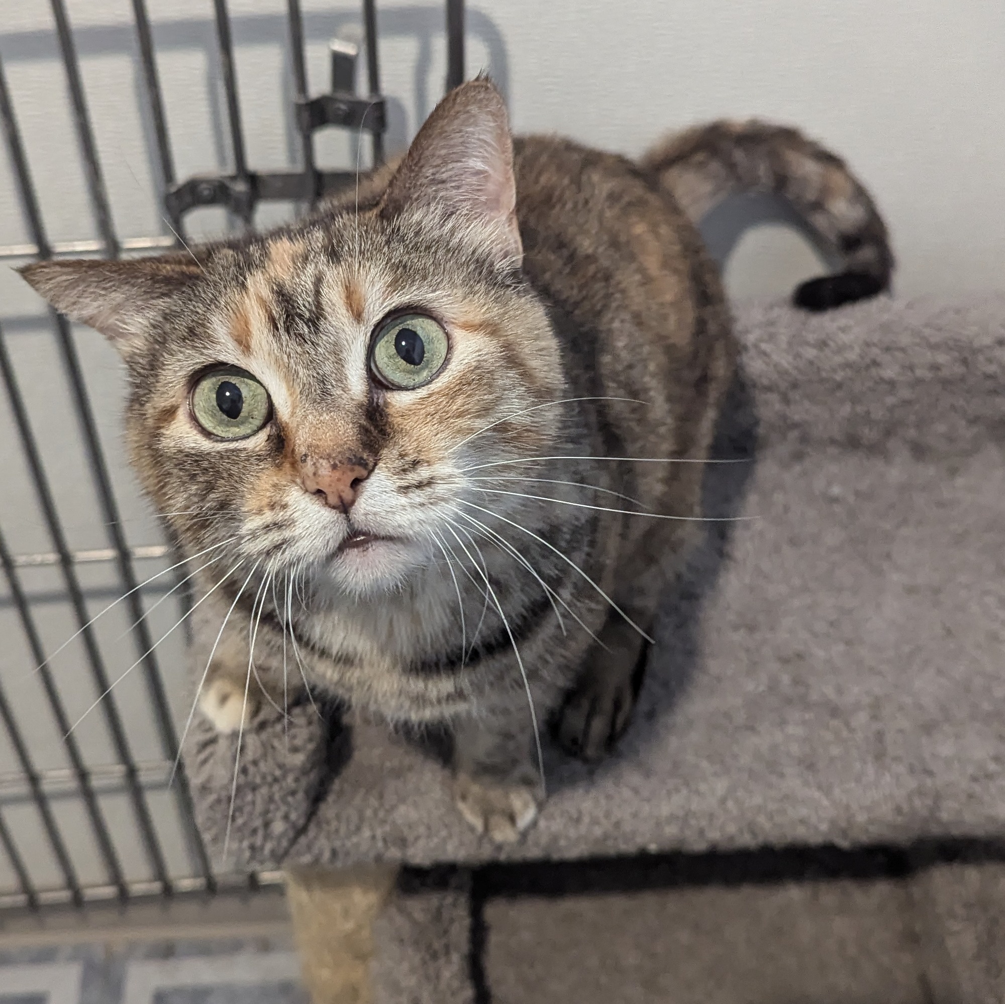 Little Miss, a Adoptable Domestic Short Hair in Denison, IA image 2/3