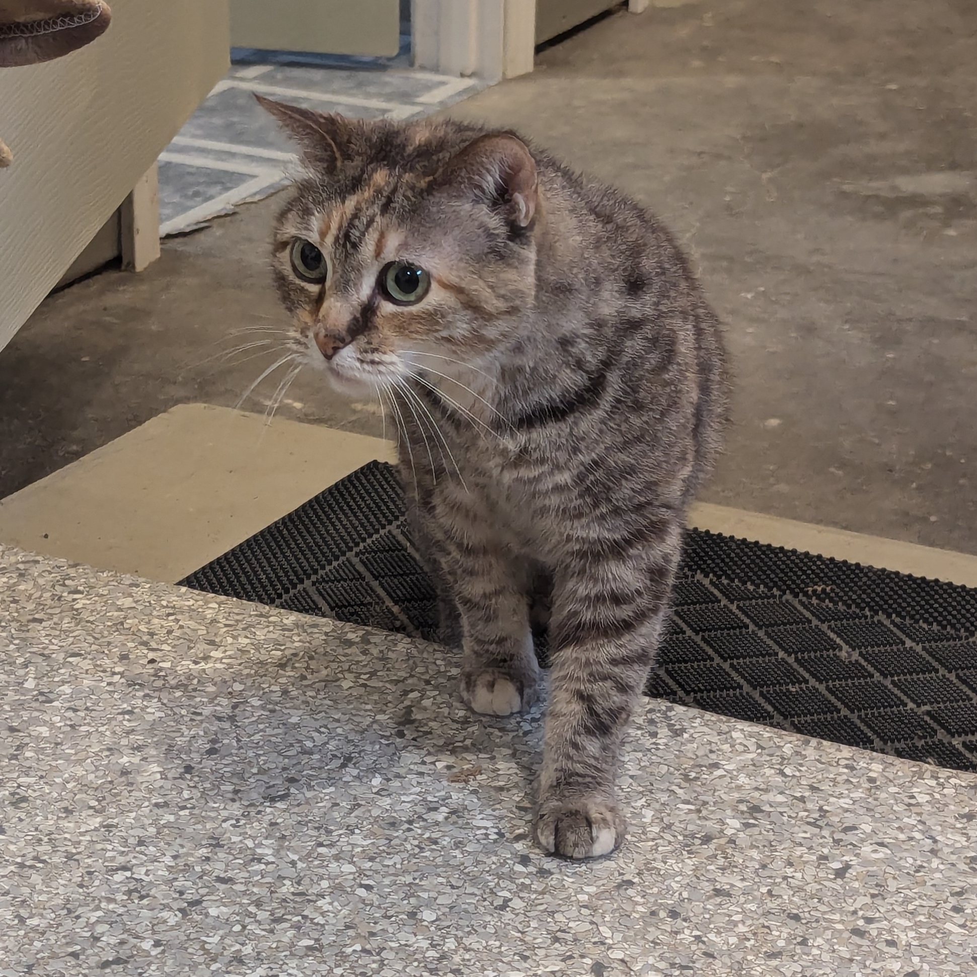 Little Miss, Adoptable, Adult Female Domestic Short Hair.