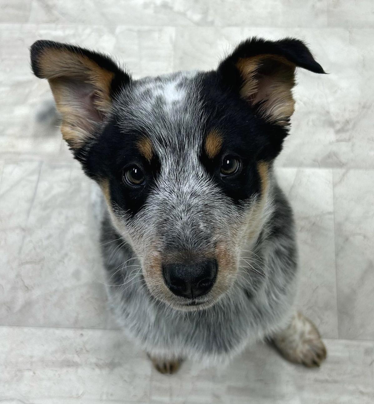 Enlarge Stew, an adopted mixed breed in Neillsville, WI image 2/5