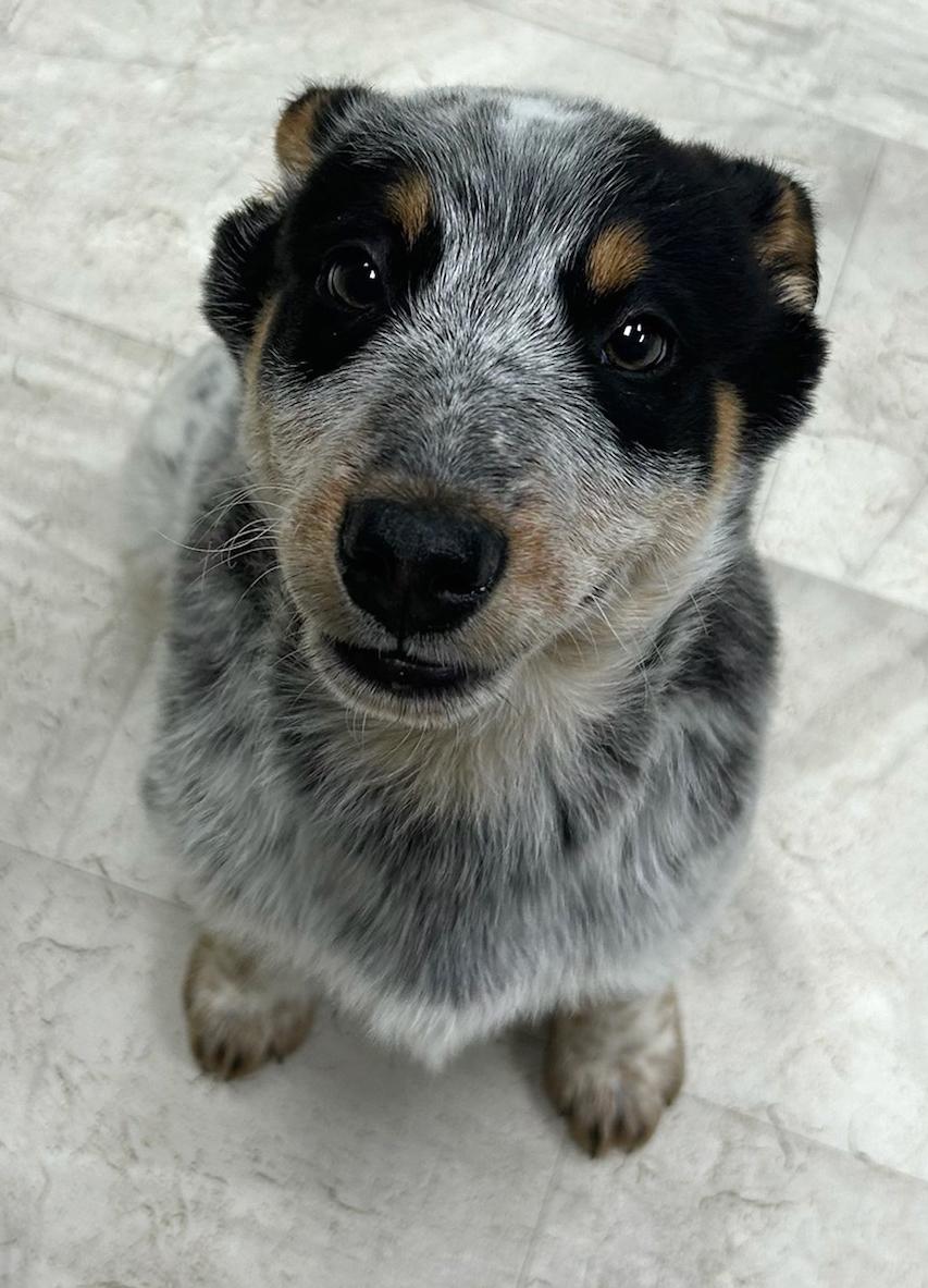 Enlarge Stew, an adopted mixed breed in Neillsville, WI image 5/5