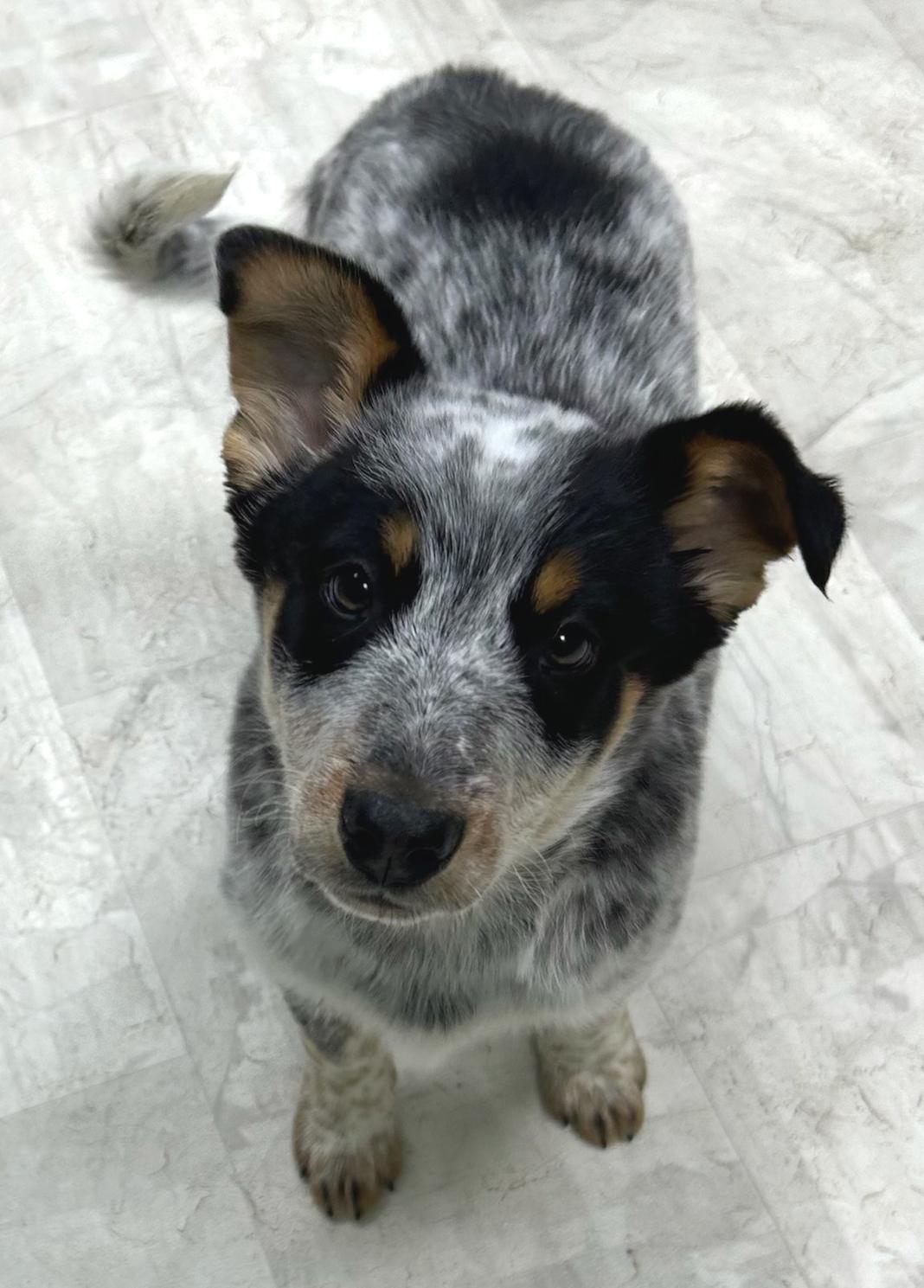 Enlarge Stew, an adopted mixed breed in Neillsville, WI image 4/5